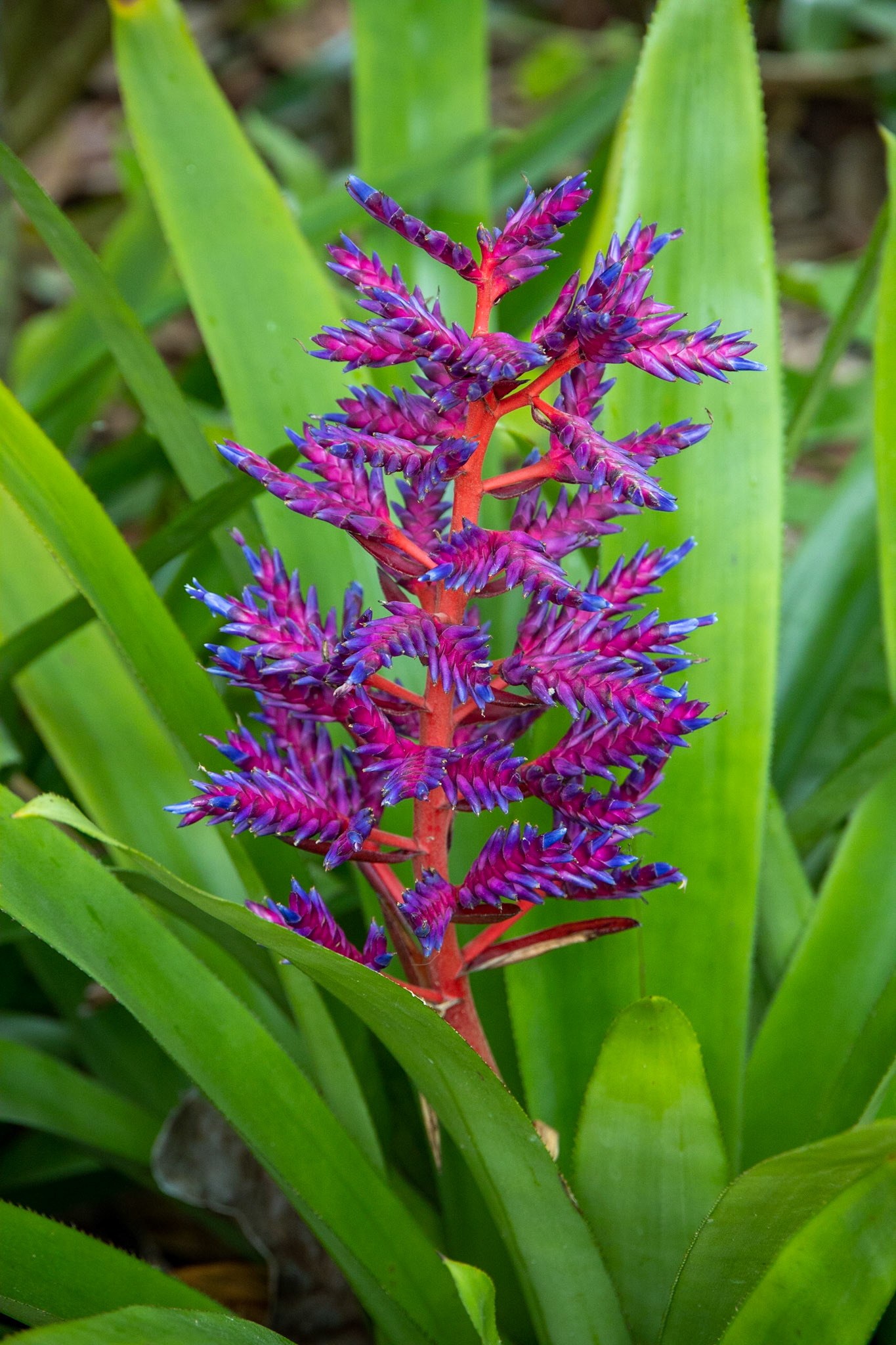 Naples Botanical Garden FL