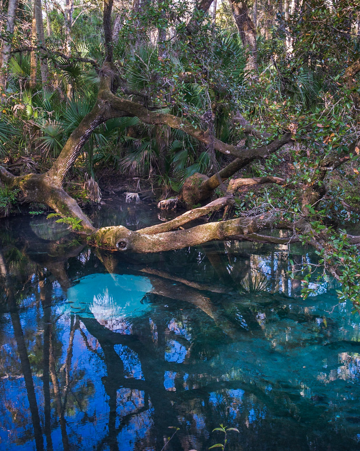 Fern Hammock Spring, FL