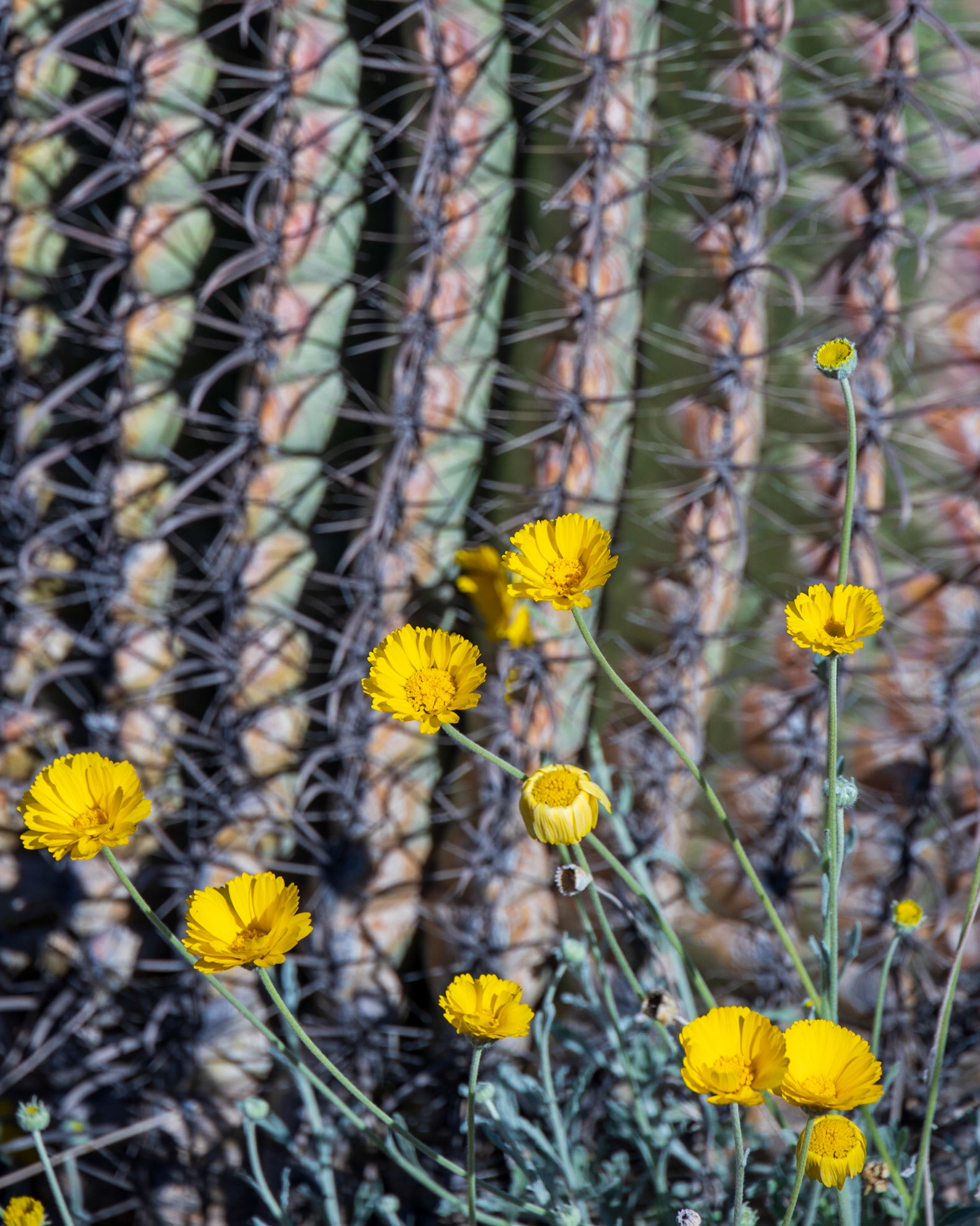 Desert Botanical Garden, Poenix AZ