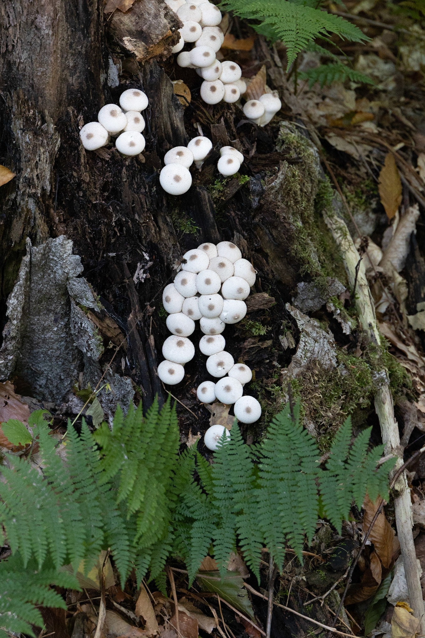 Tahquamenon Falls, Michigan