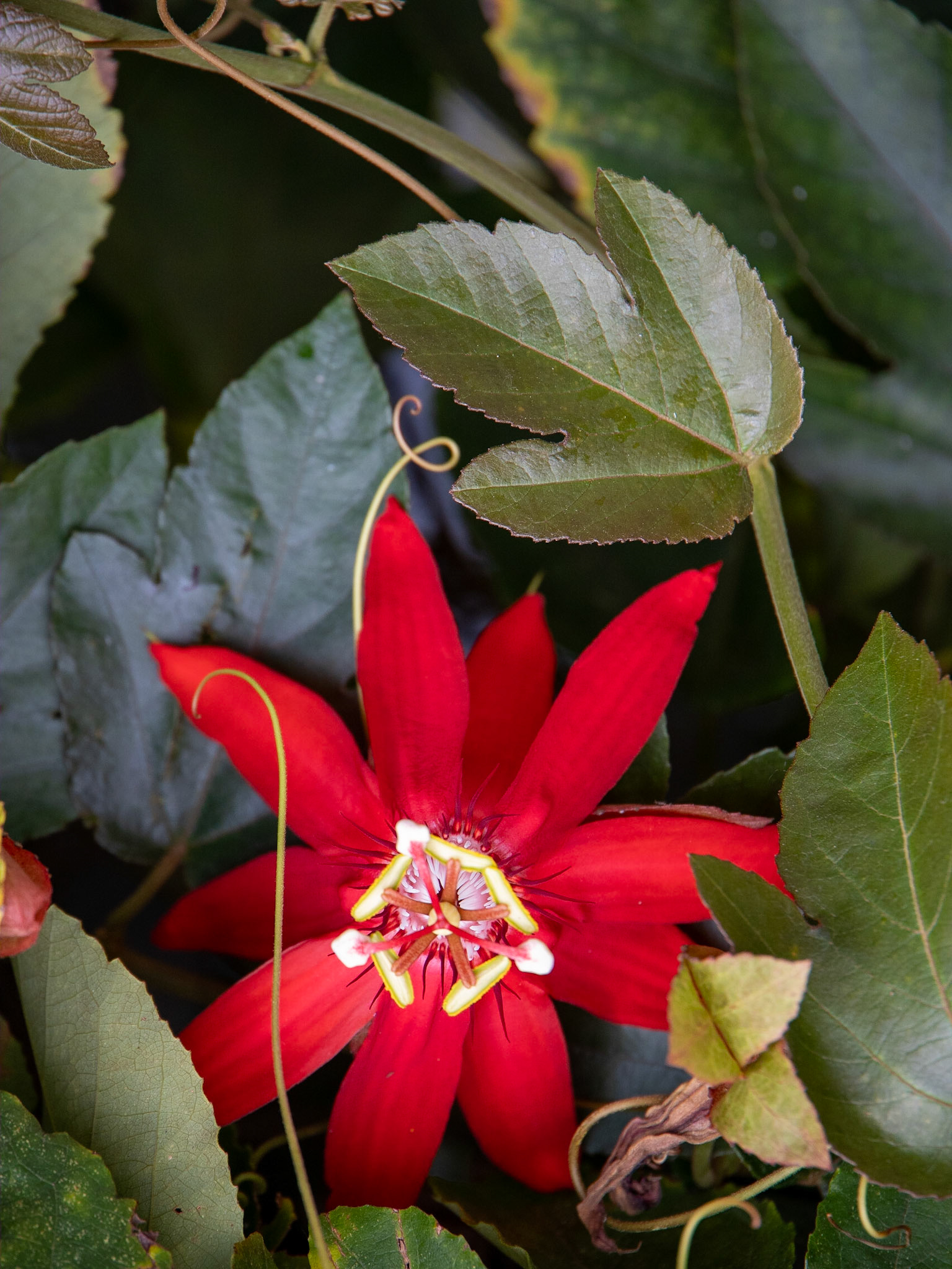 Naples Botanical Garden FL