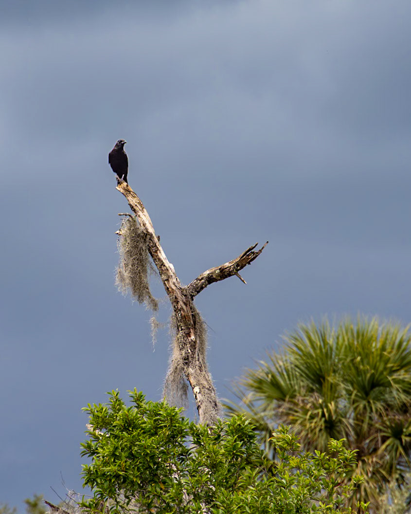 Blue Springs SP, Orange City FL