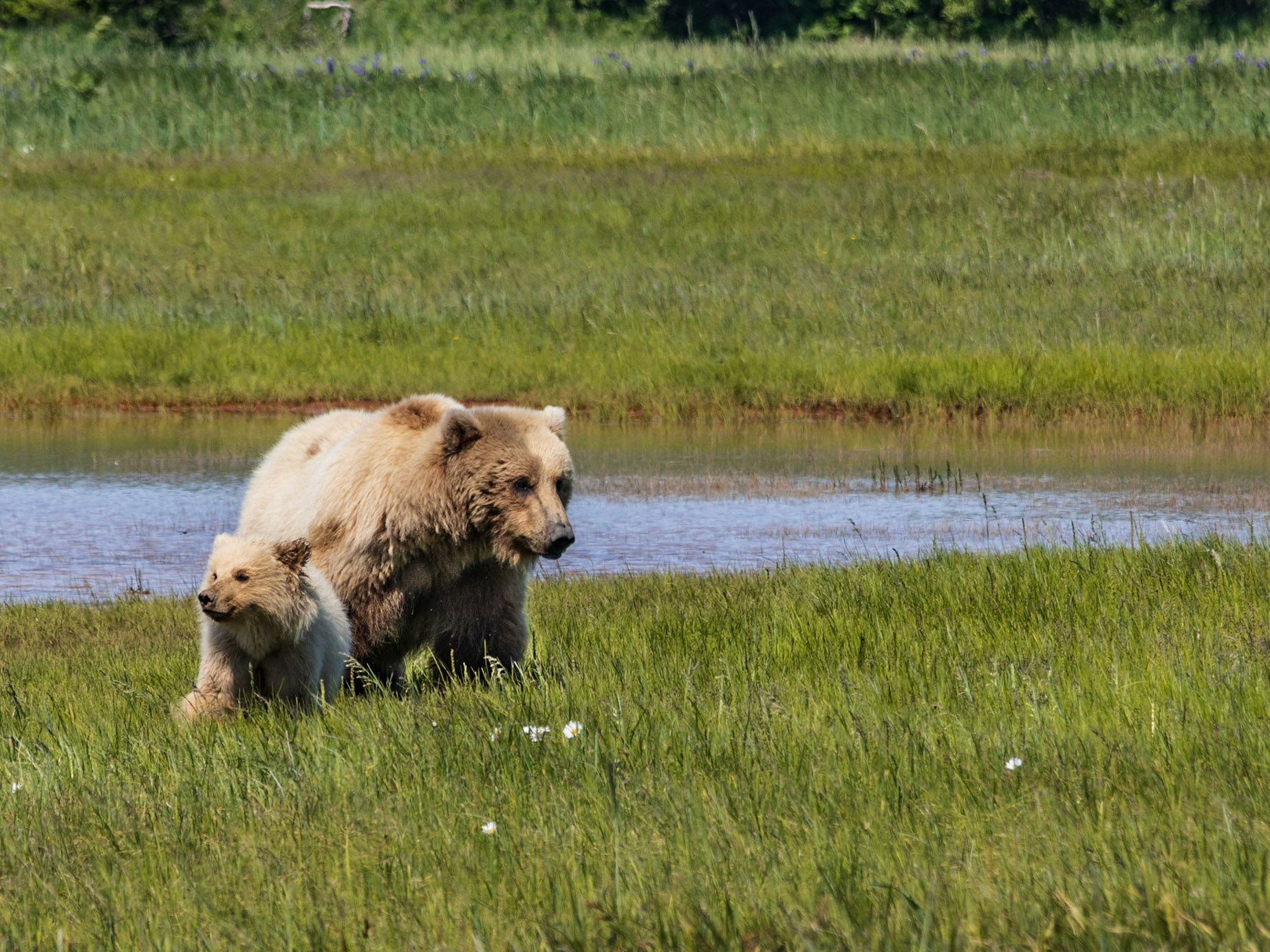Hallo Bay, Katmai NP, AK
