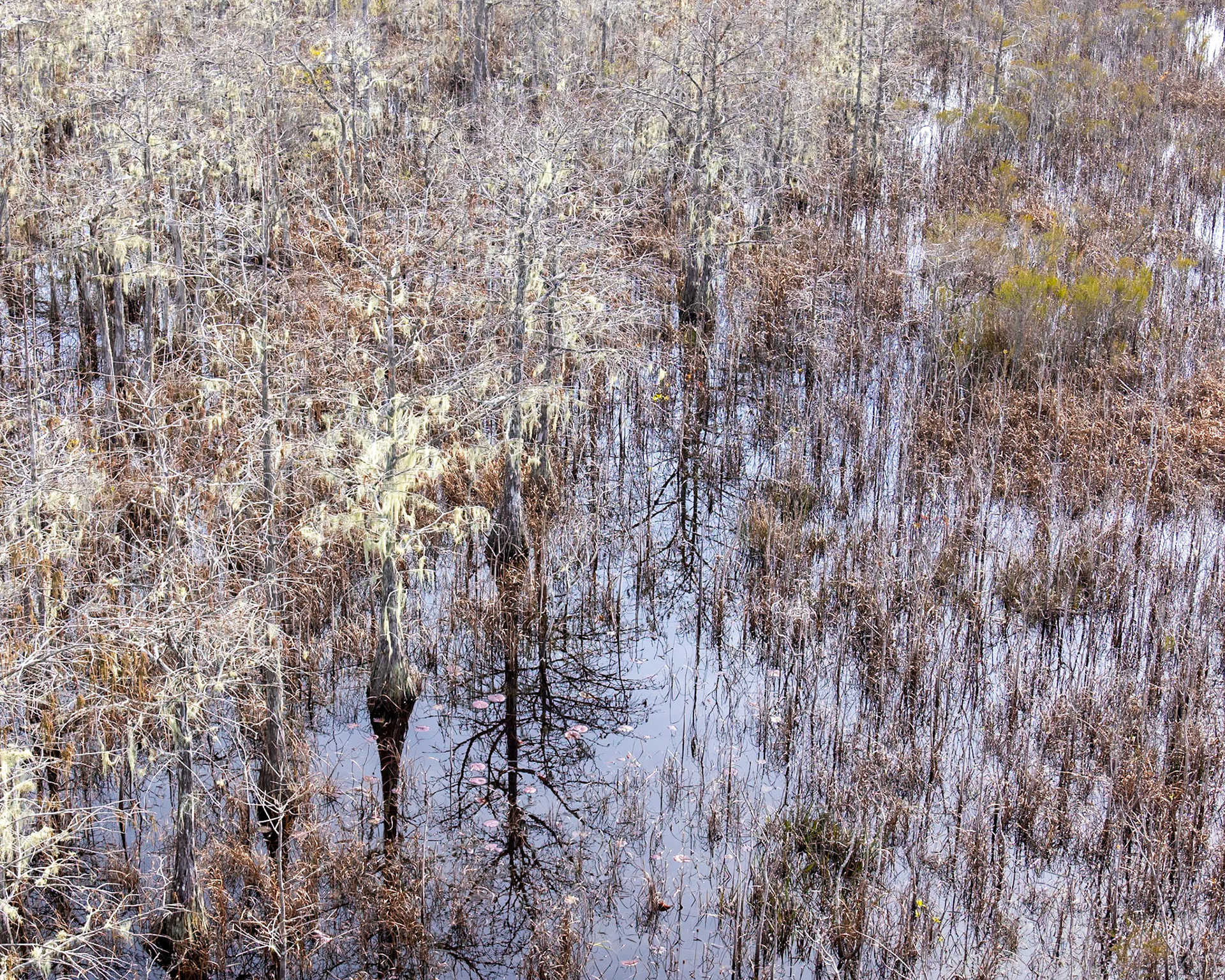 RK Dwarf Cypress Preserve, Tates Hell FL