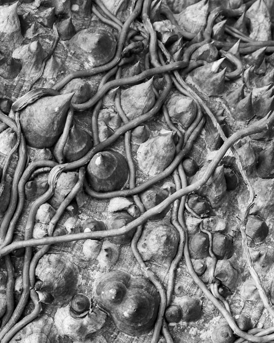 Naples Botanical Gardens, Naples FL