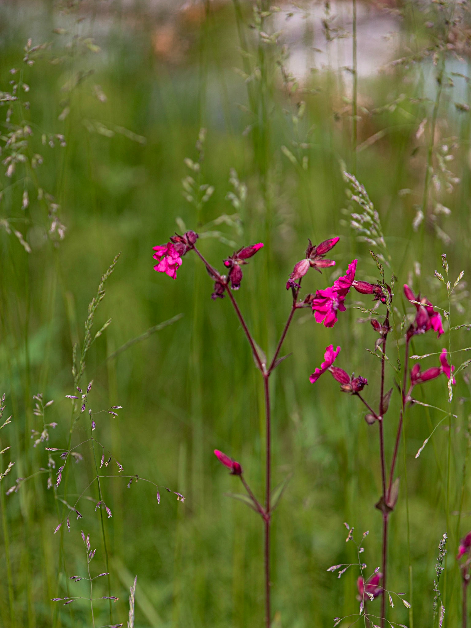 Bowman Mining Camp Trip, Lake Clark, AK