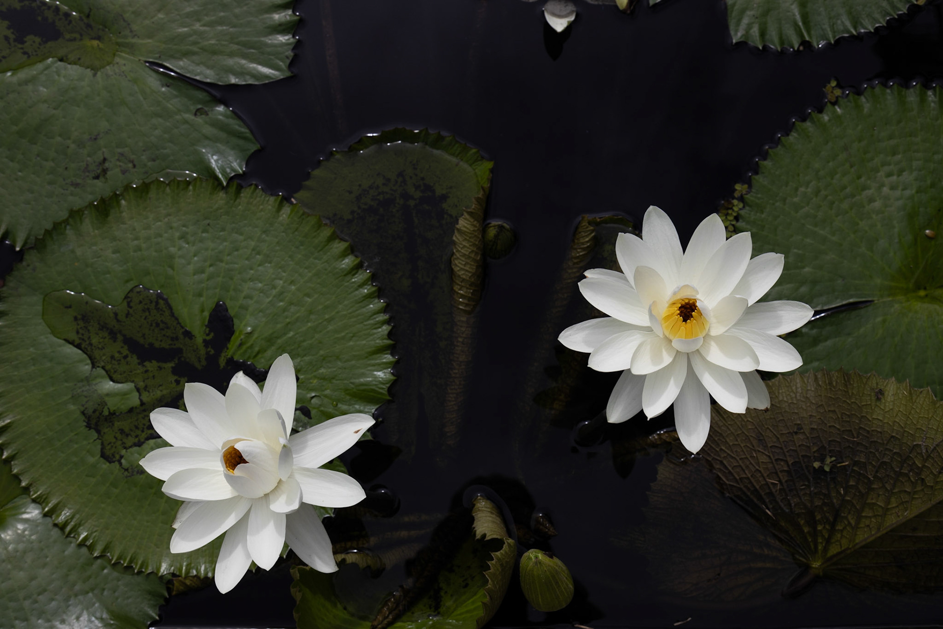 Naples Botanical Garden FL