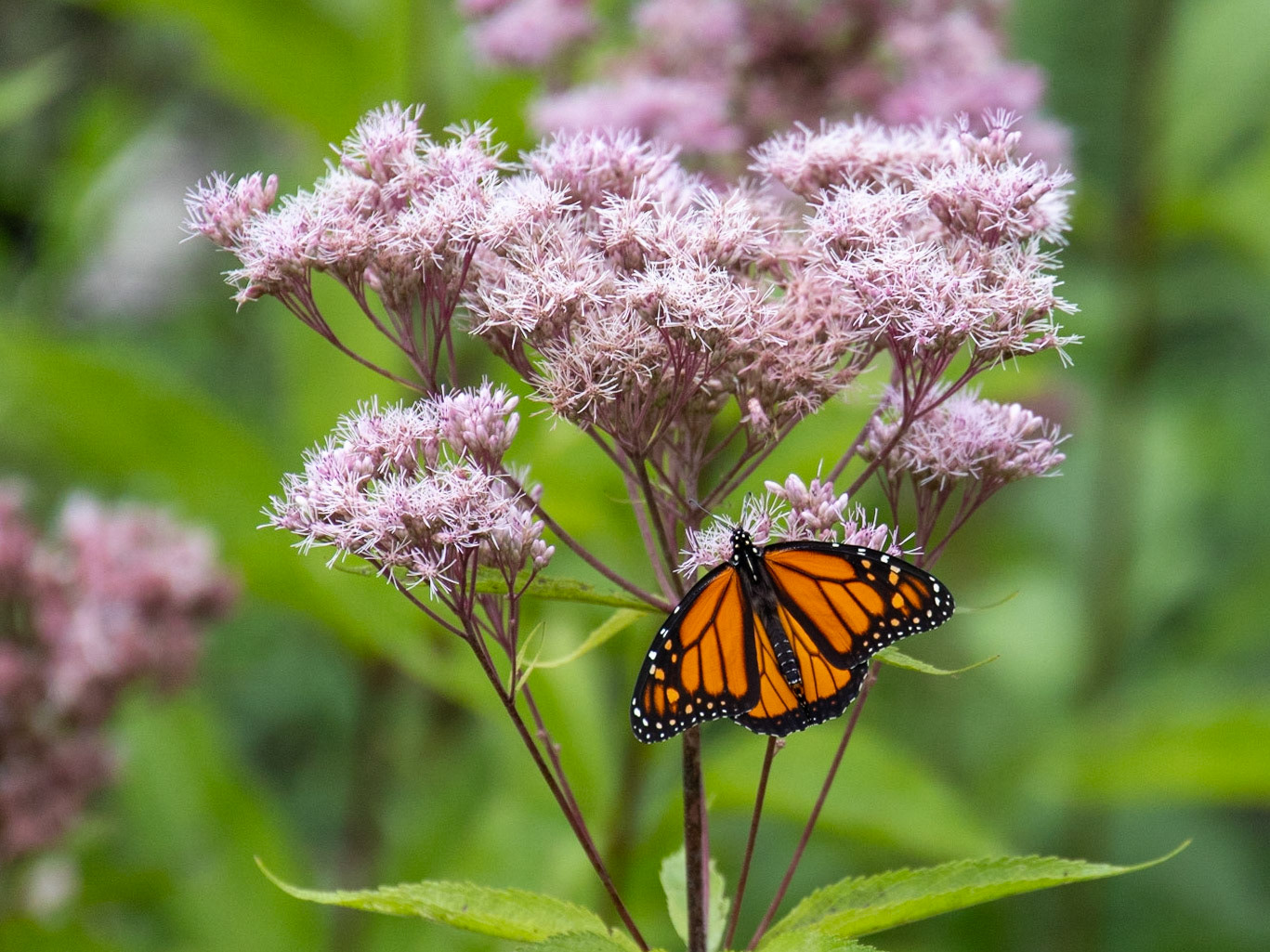 Saranac Lake Island, NY