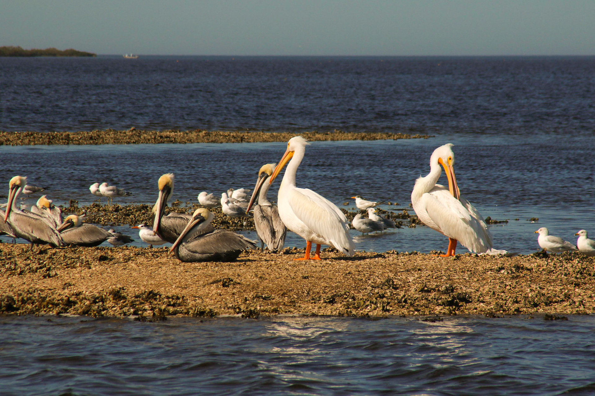 Chassahowitzka River