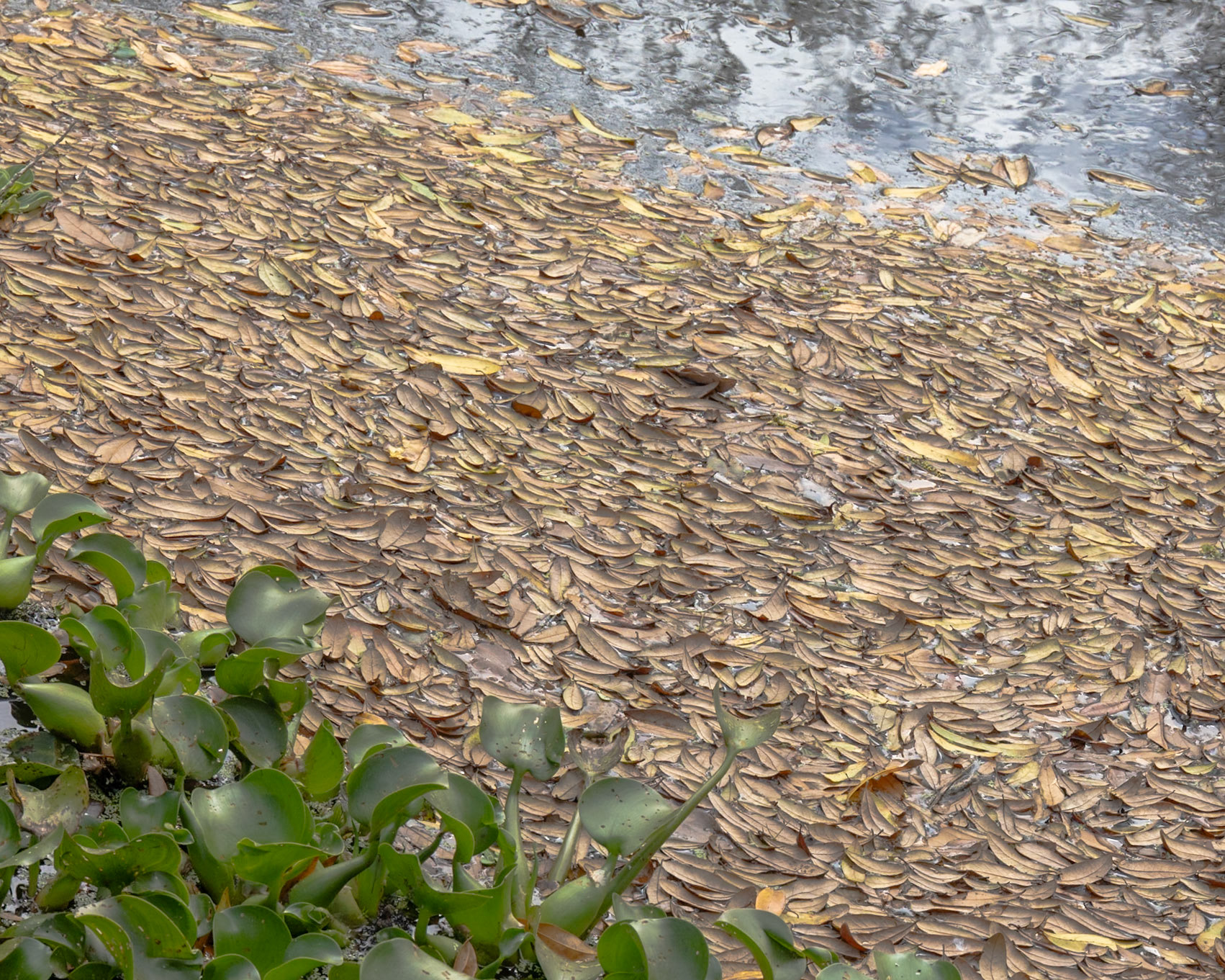 Circle Bar B Preserve, Lakeland FL