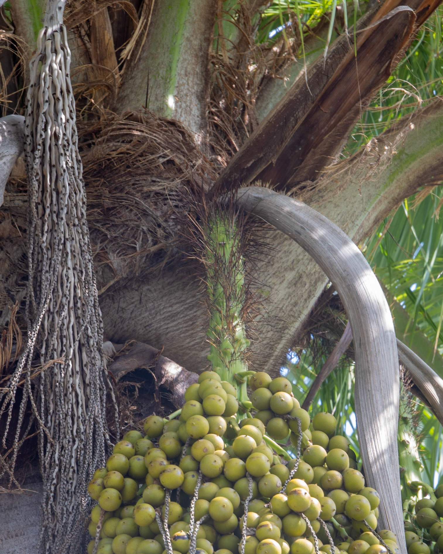 Naples Botanical Gardens, Naples FL