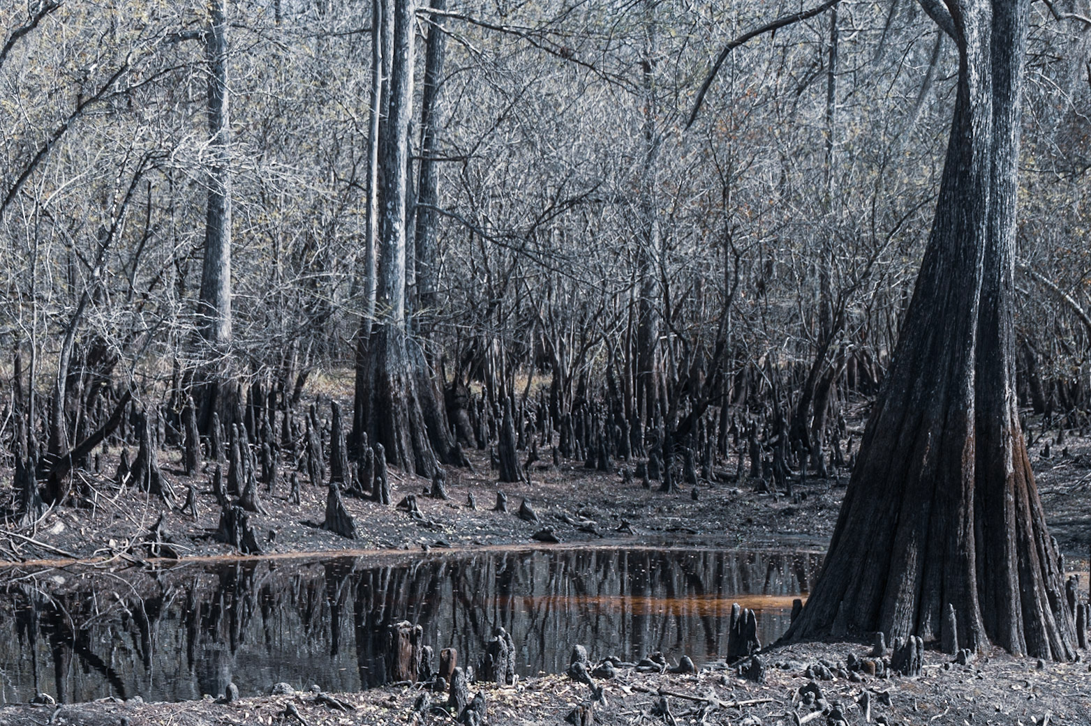 Withlacooche River Park