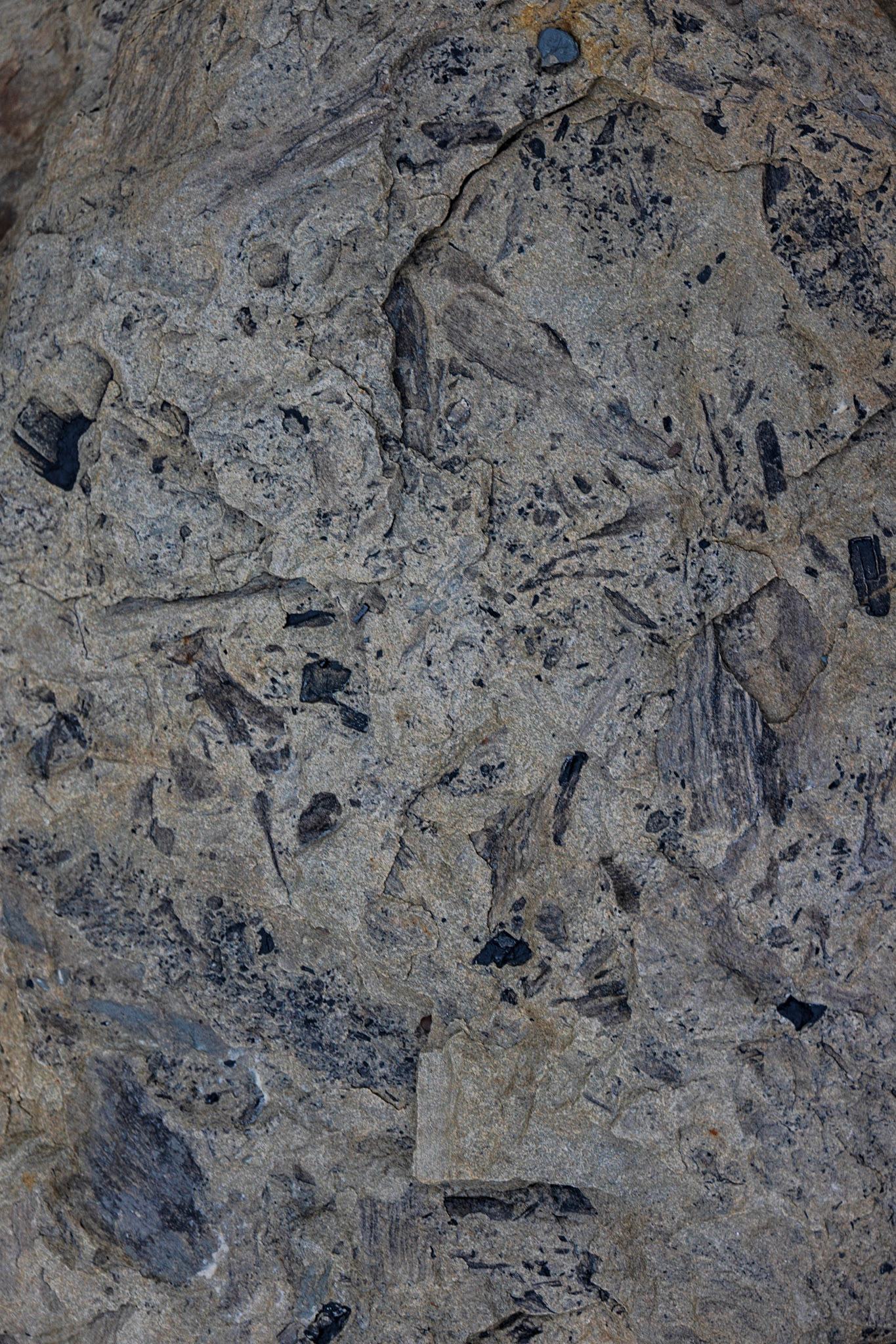 Joggins Fossil Cliffs,