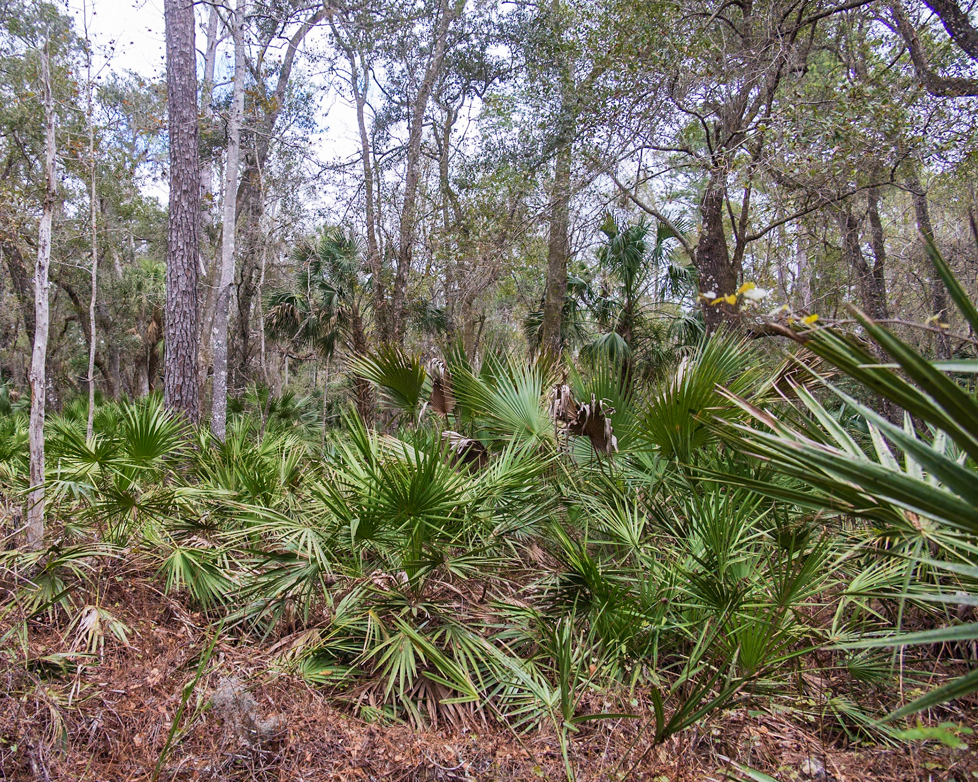 St Francis Trail, Deland FL