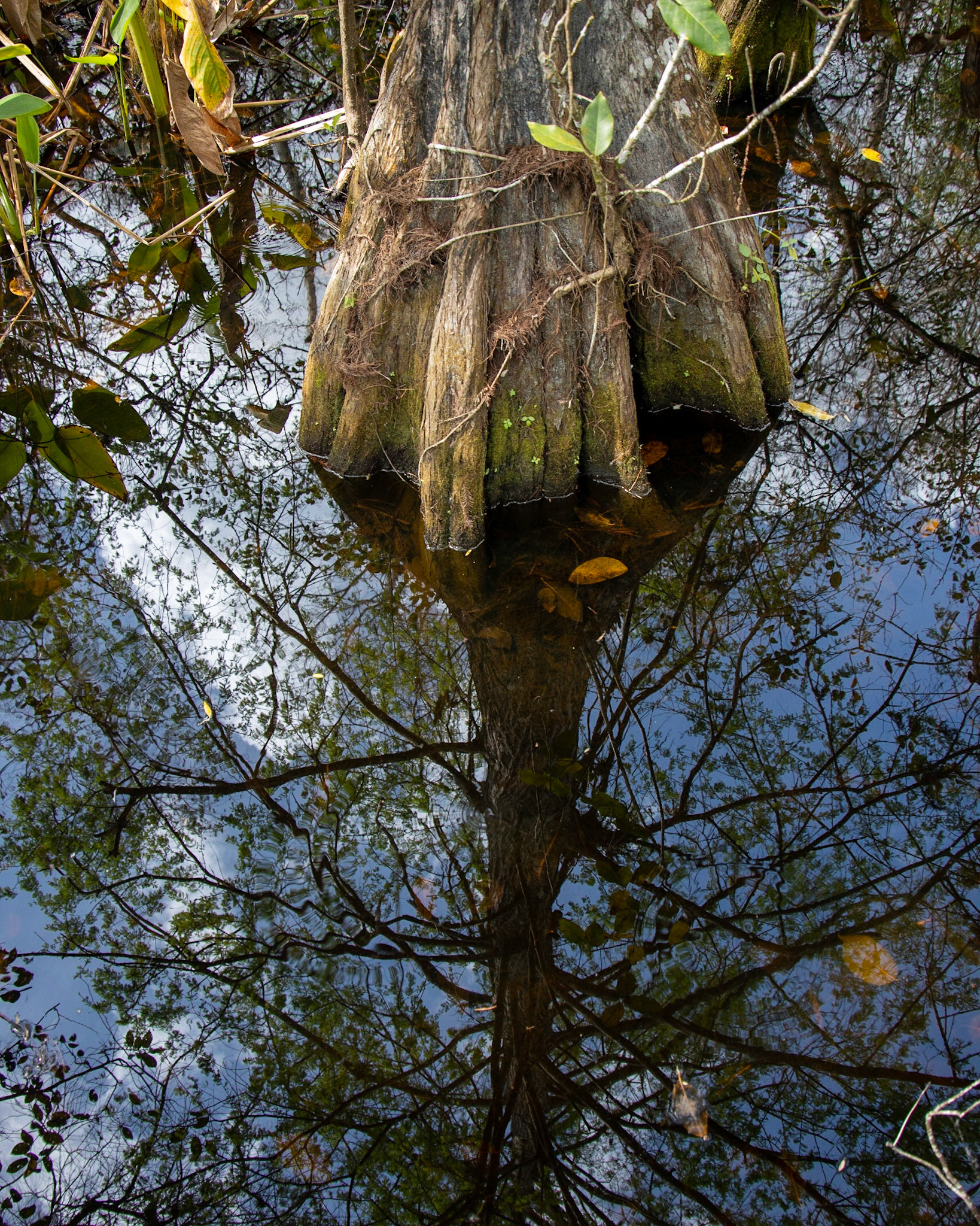 Corkscrew Swamp Sanctuary, Bonita Springs FL