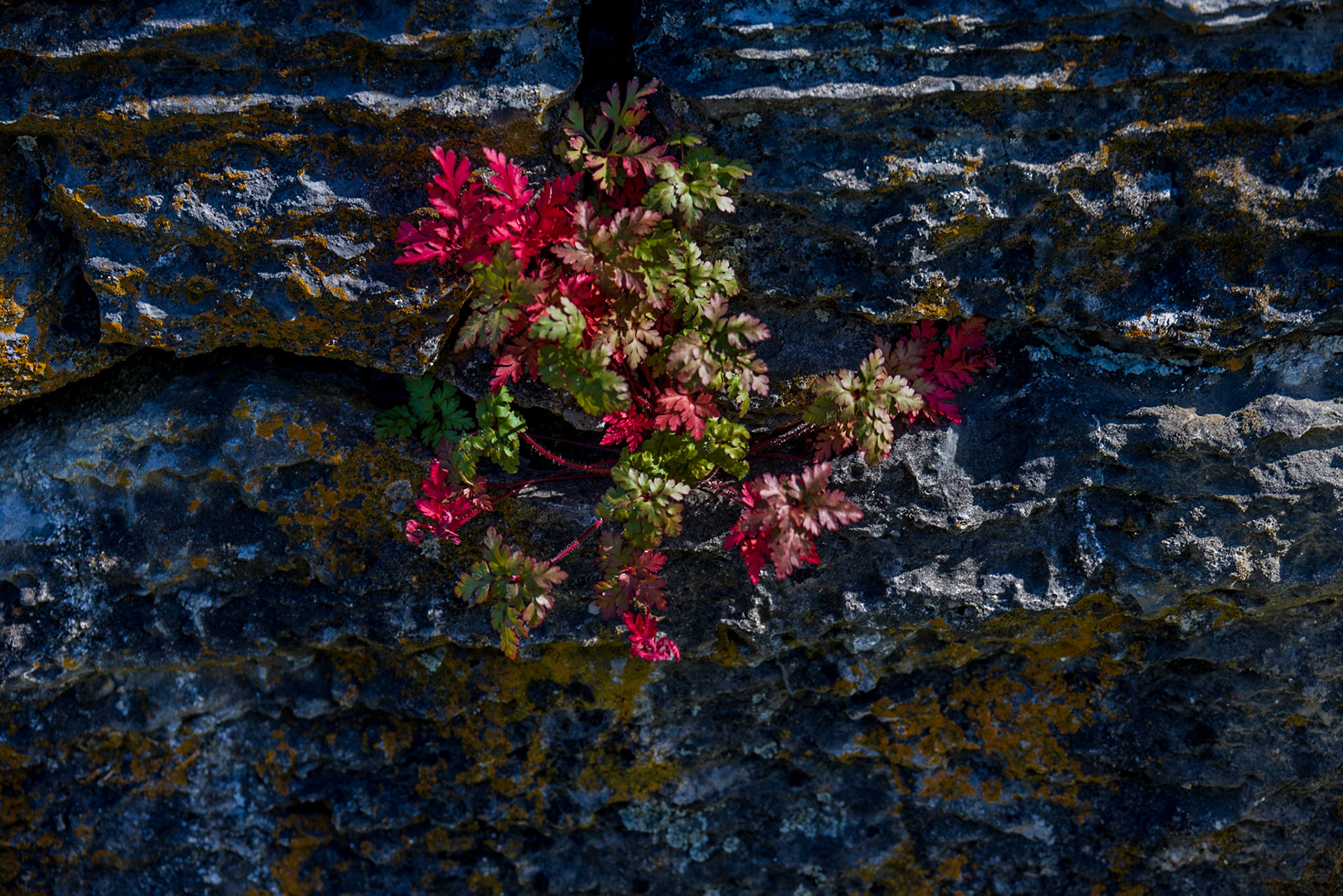 Crown Point Fort, NY