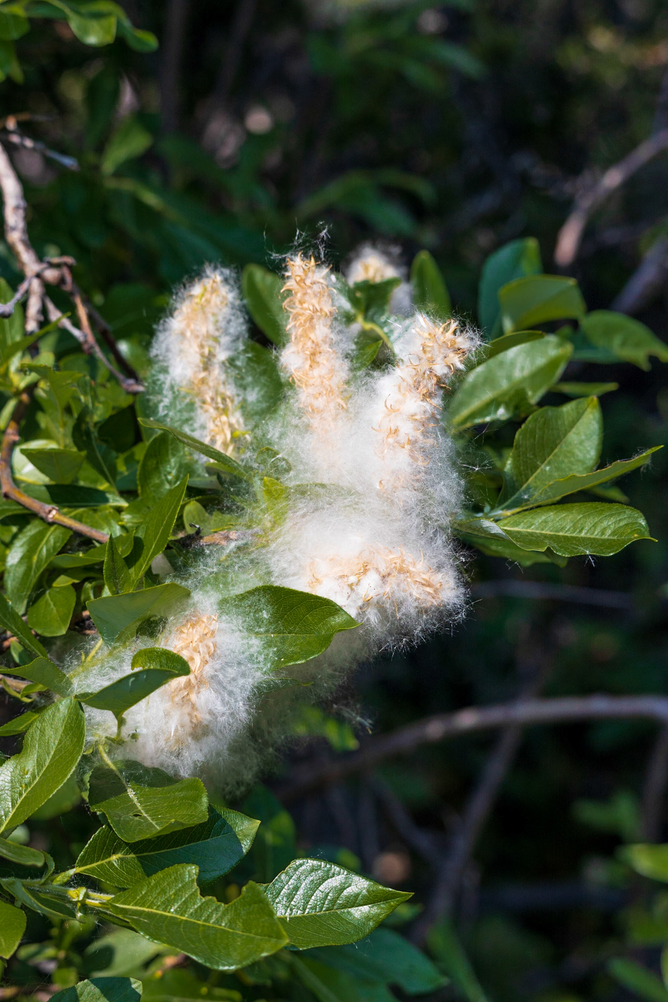 Root Glacier Trail AK
