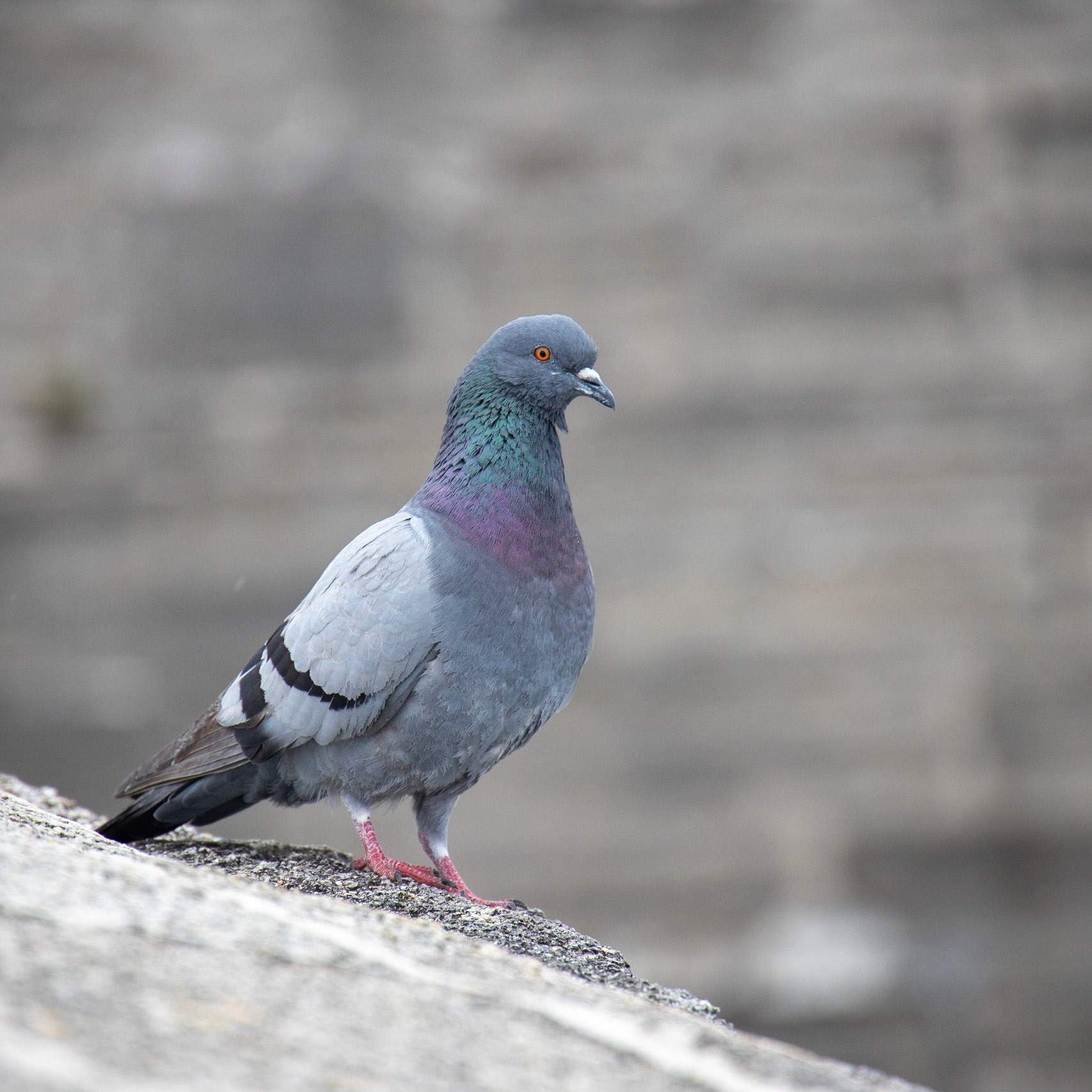 Castillo de San Marcos National Monument FL