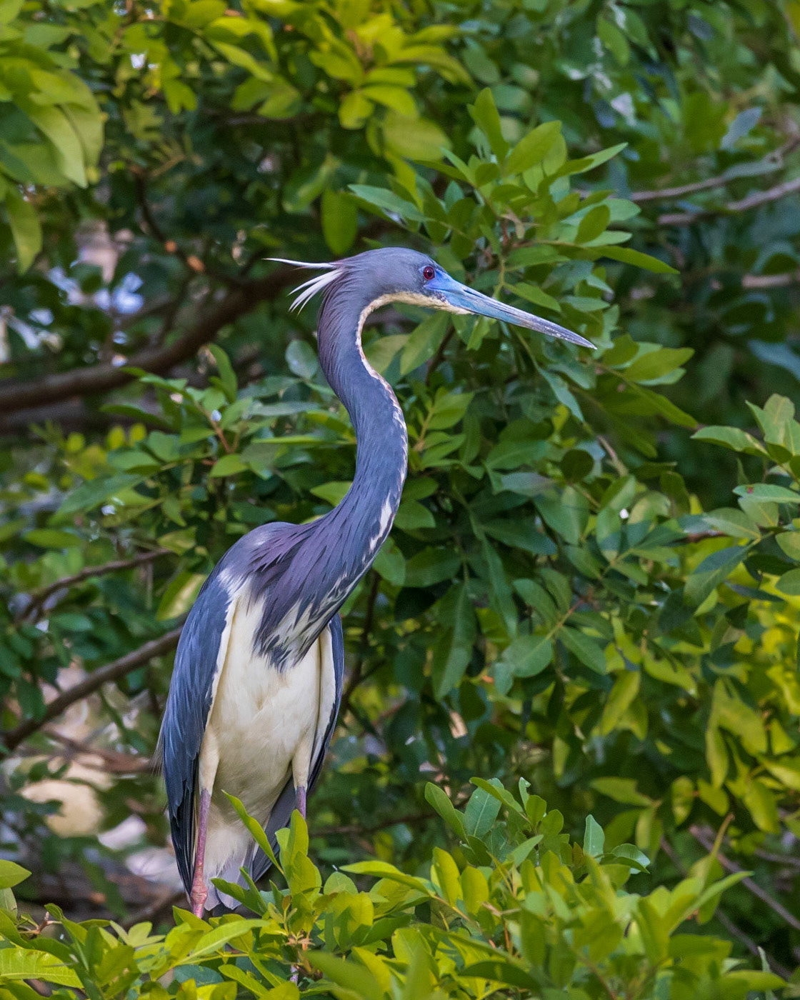Wilderness Park CG, Fussels Corner, FL