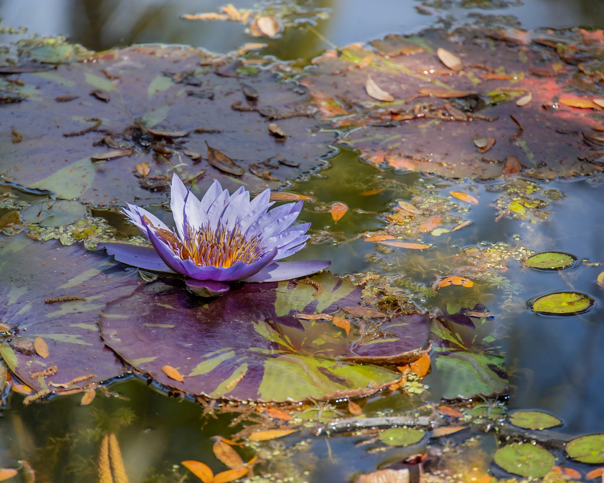 McKee Botanical Garden, Vero Beach FL