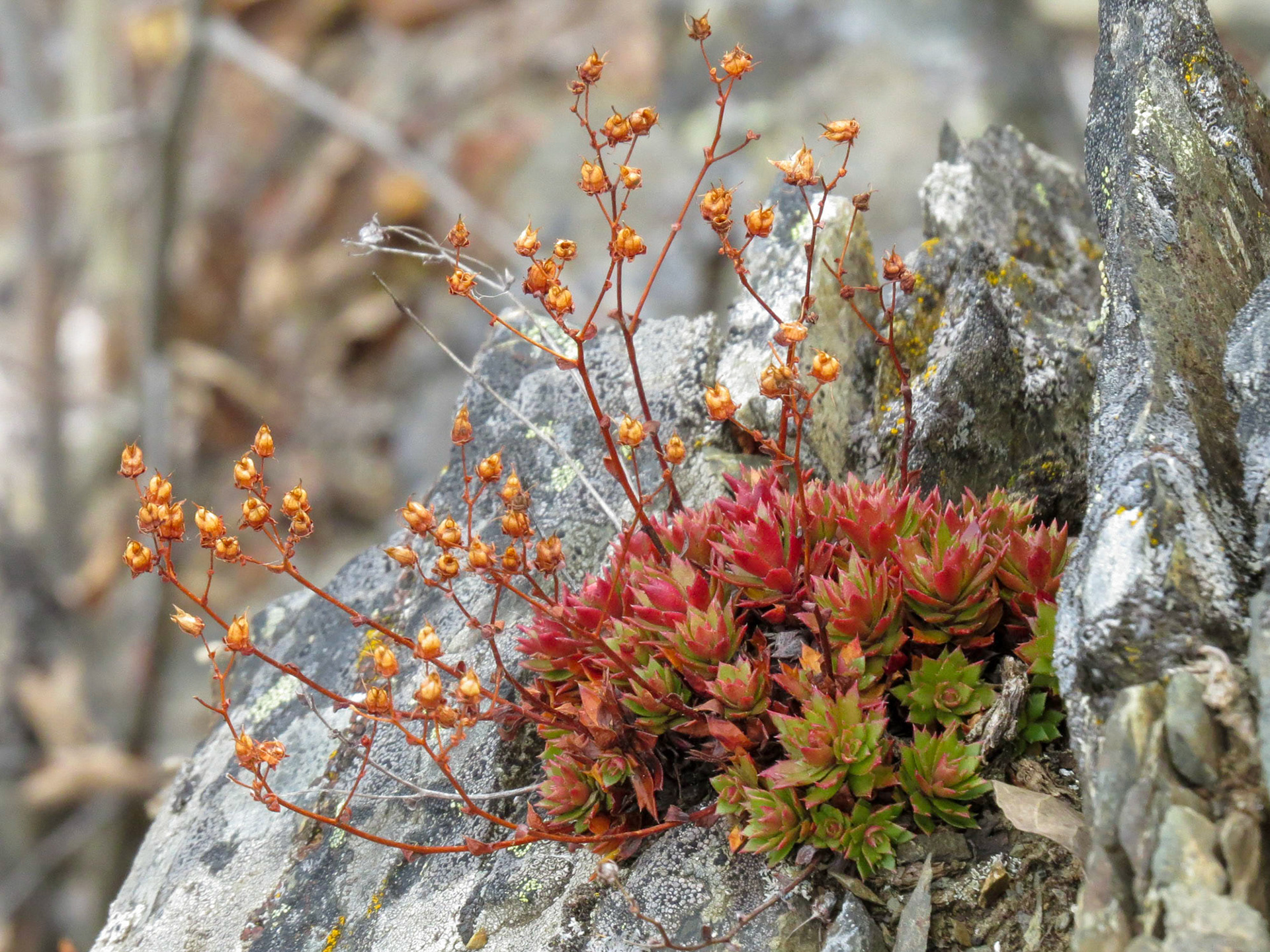 Rock Island Camp, Telegraph Creek BC CA