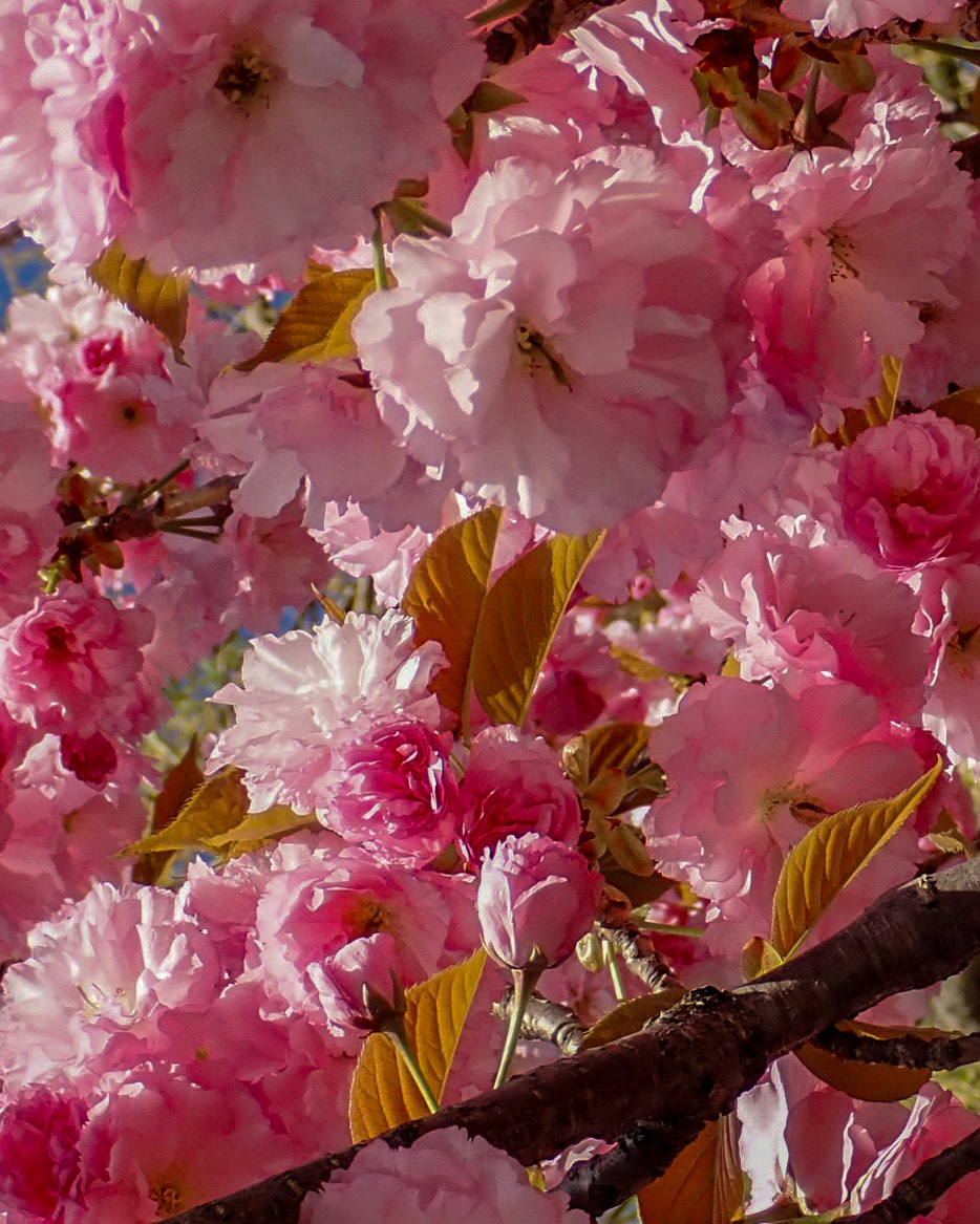 University Cirlcle, Cleveland OH