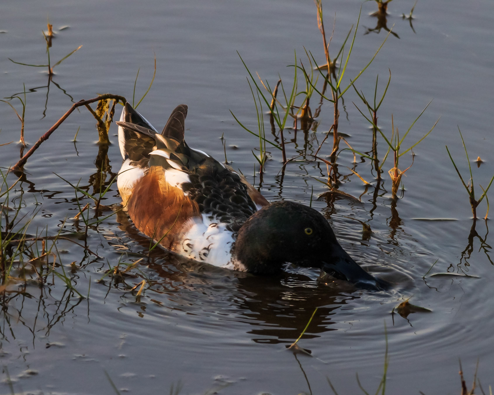 10,000 Islands Marsh Walk, FL
