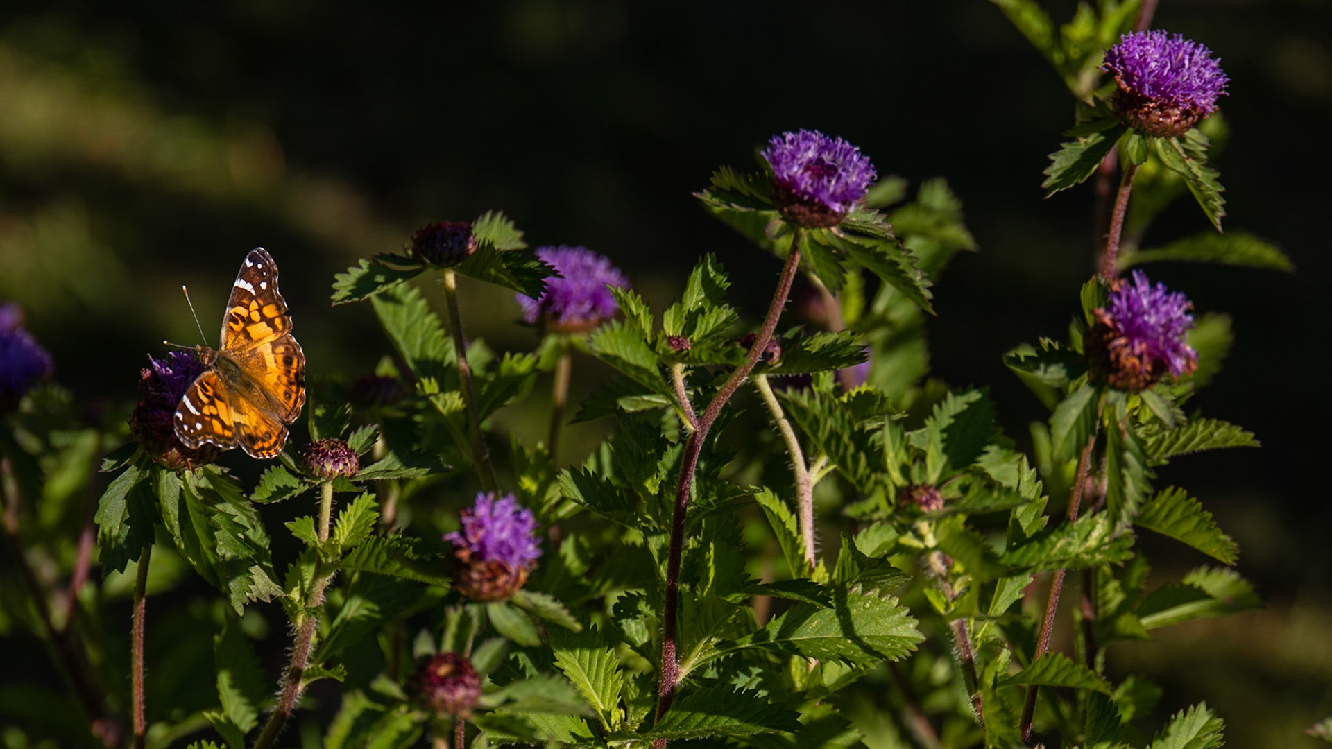 Thuya Garden, Asticou ME