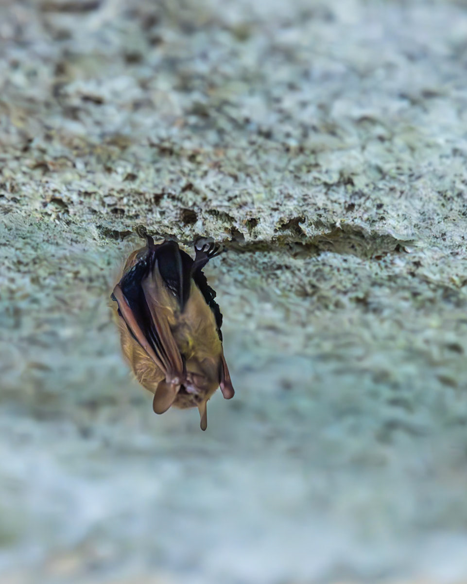 Rickwood Caverns, Warrior AL
