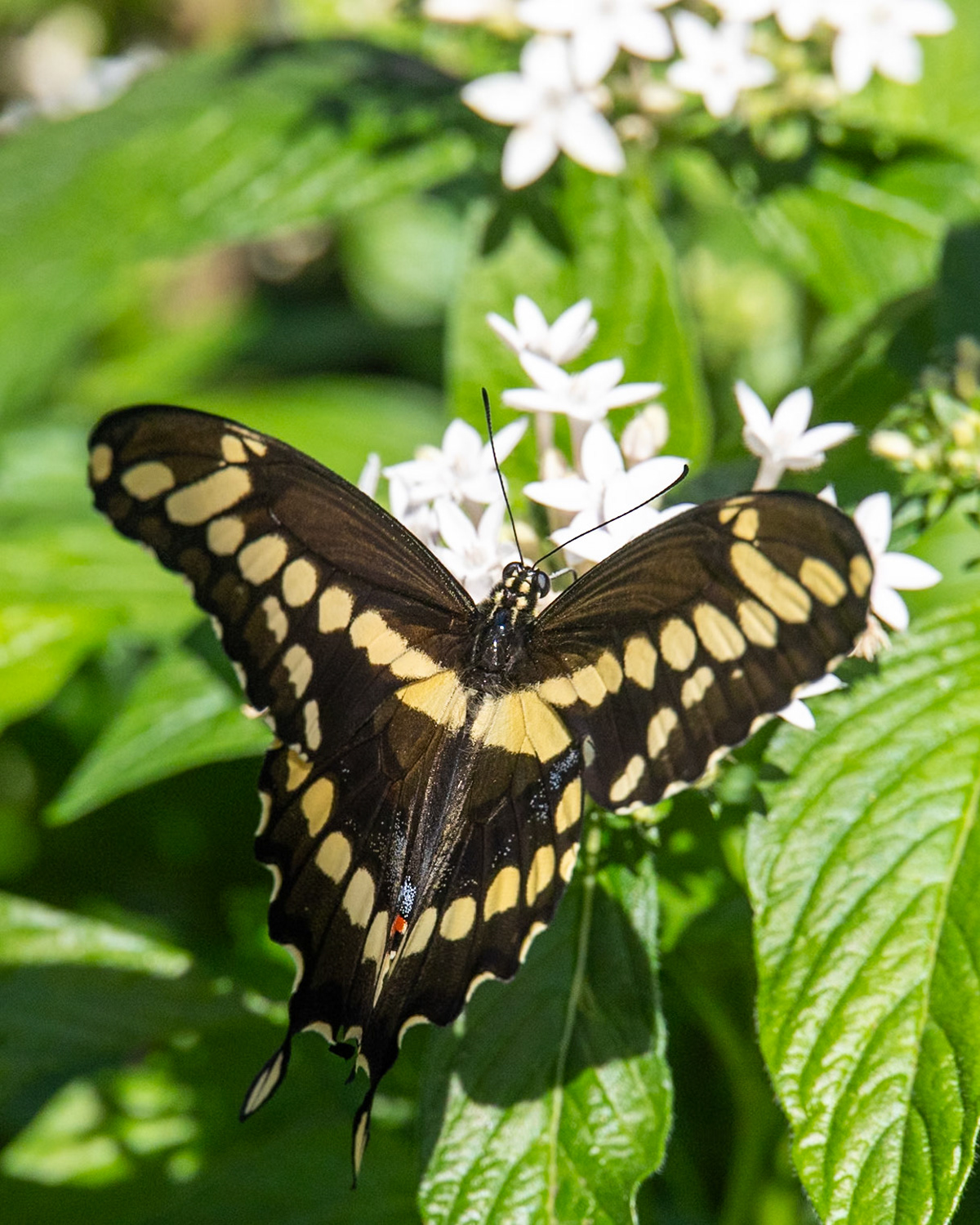 Peace River Botanicals and Sculpture Gardens, Punta Gorda FL