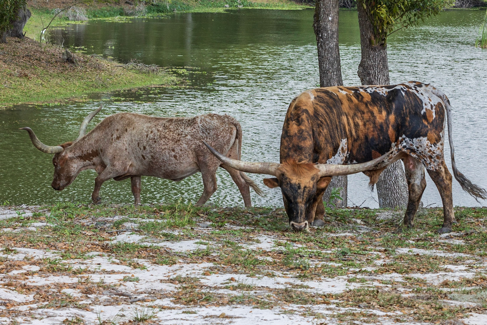 Wilderness Park CG, Fussels Corner, FL