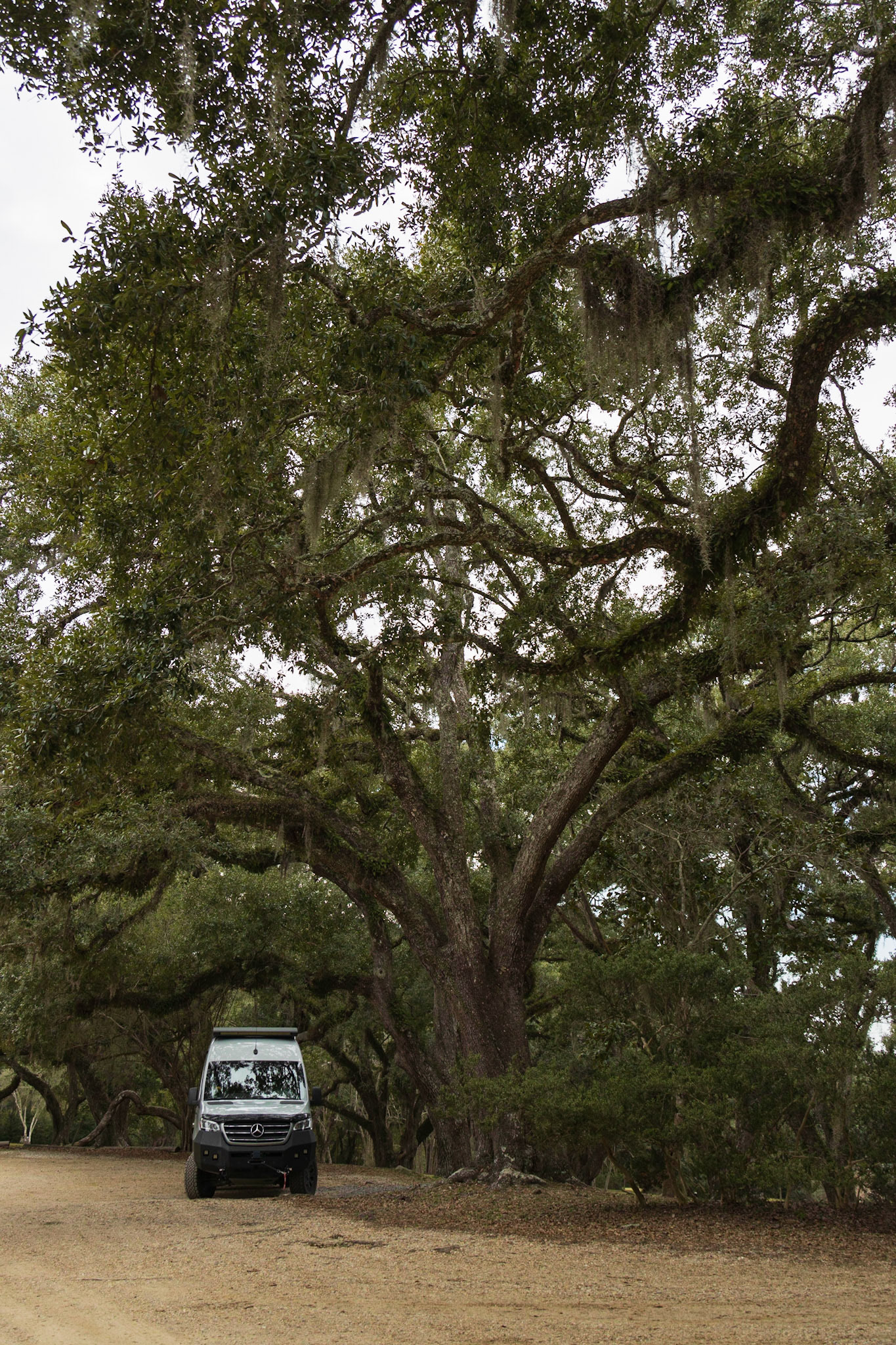 Avery Island Jungle Gardens LA