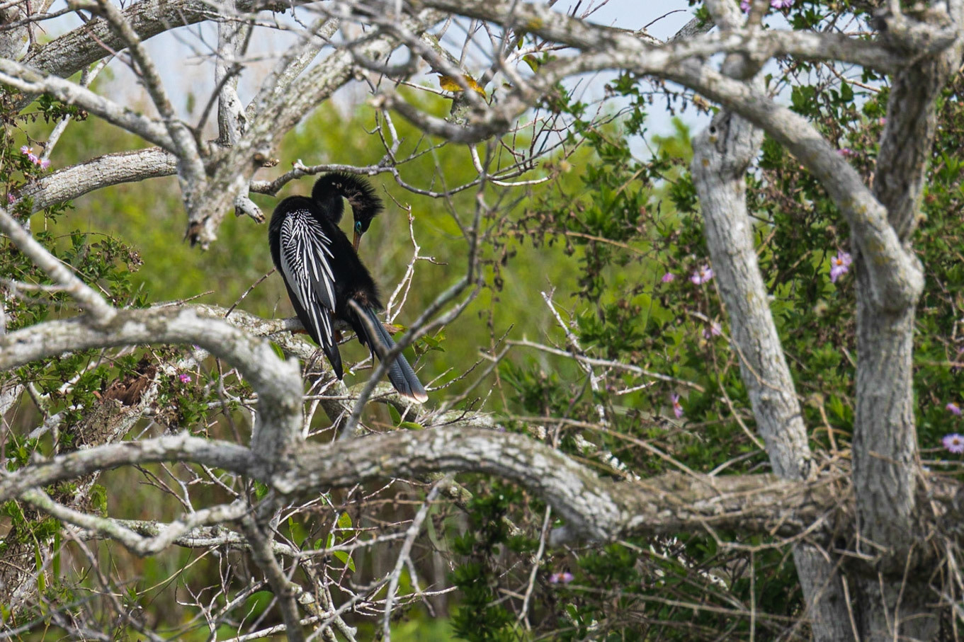 Anhinga Trail