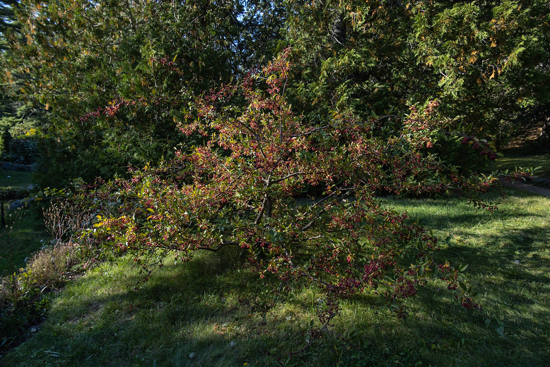 Thuya Garden, Asticou ME