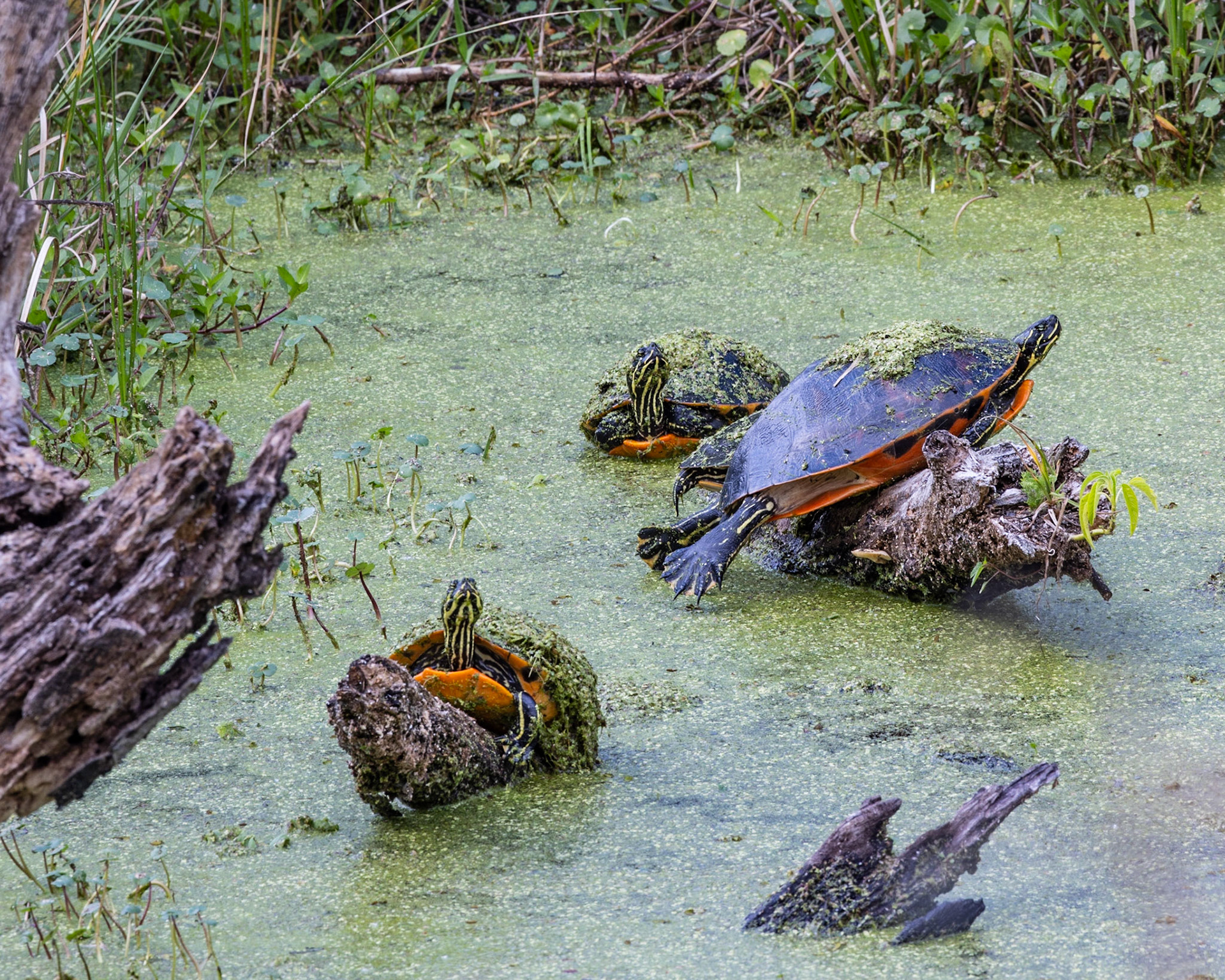 Circle B Bar Reserve FL