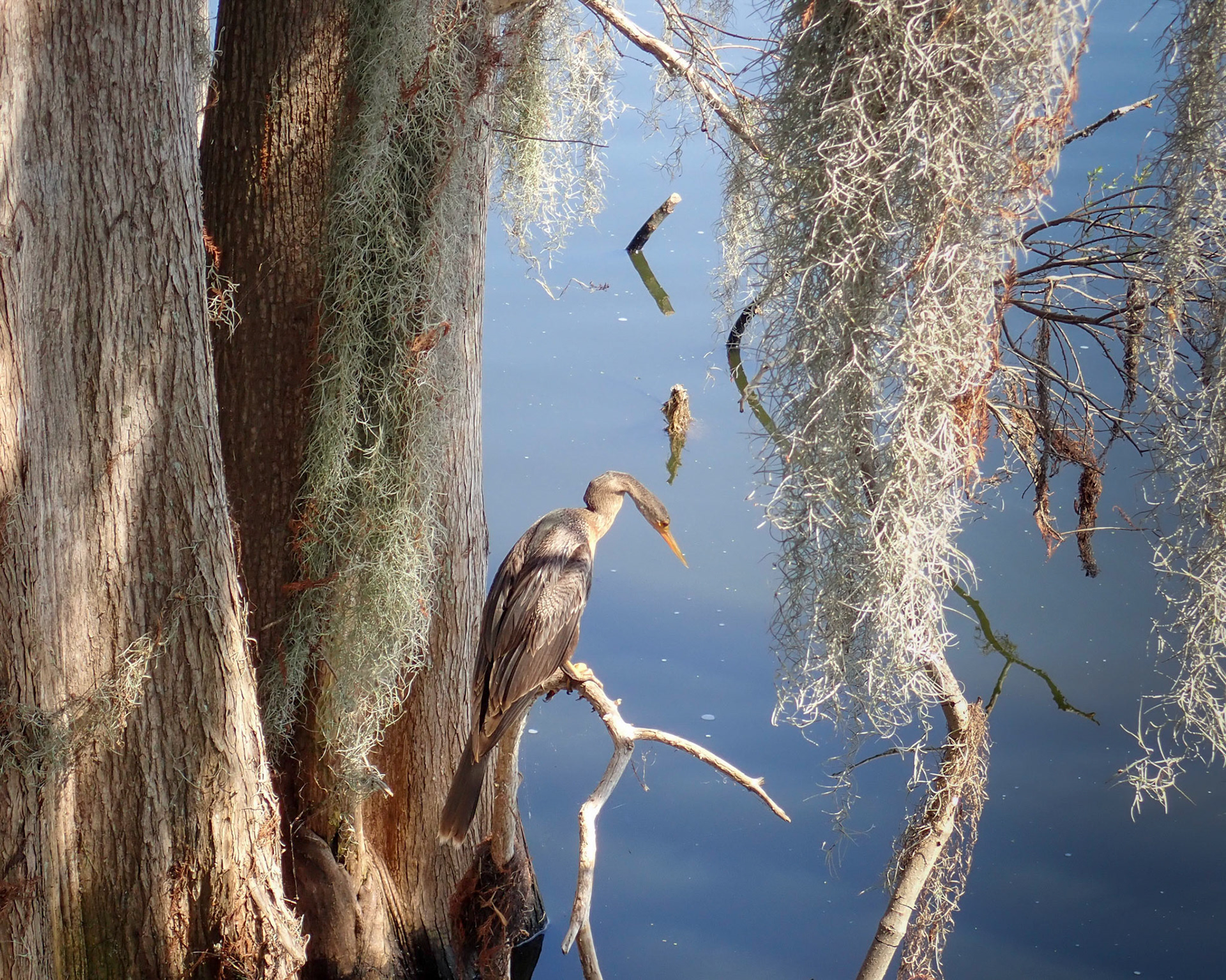 Circle B Bar Reserve, Lakeland FL