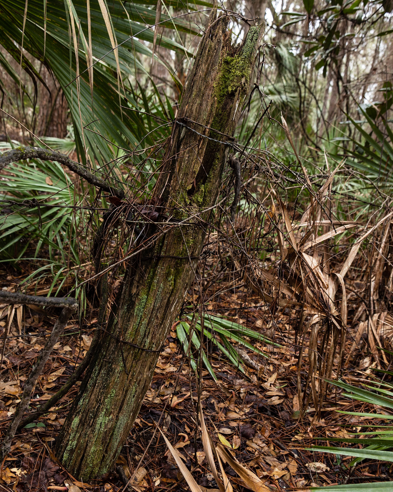 Aucilla River, Goose Pasture Road, FL