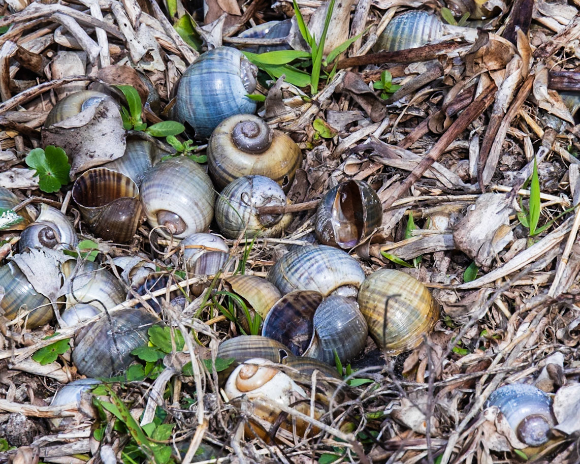La Chua Boardwalk, Micanopy  FL