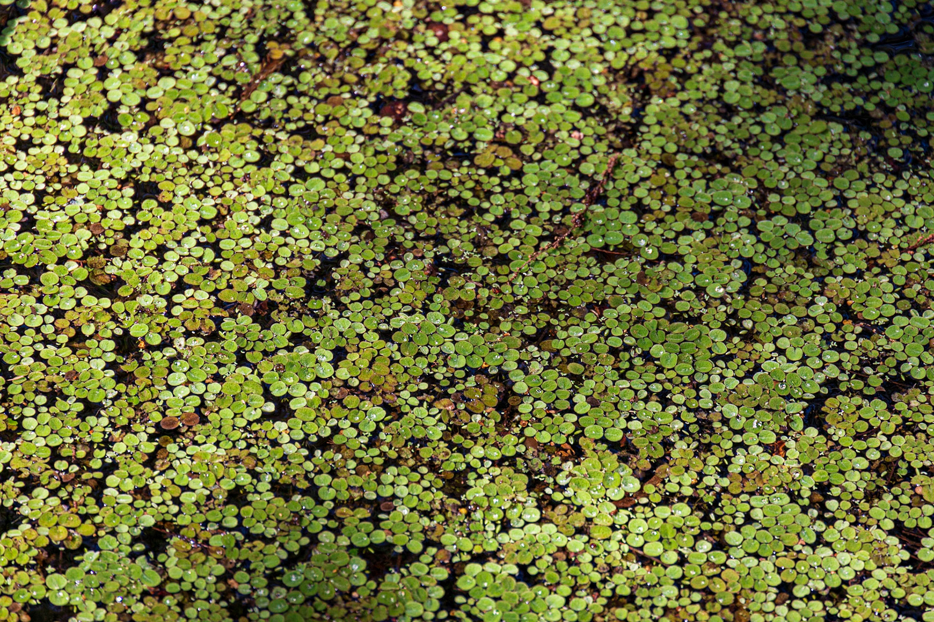 Corkscrew Swamp Sanctuary