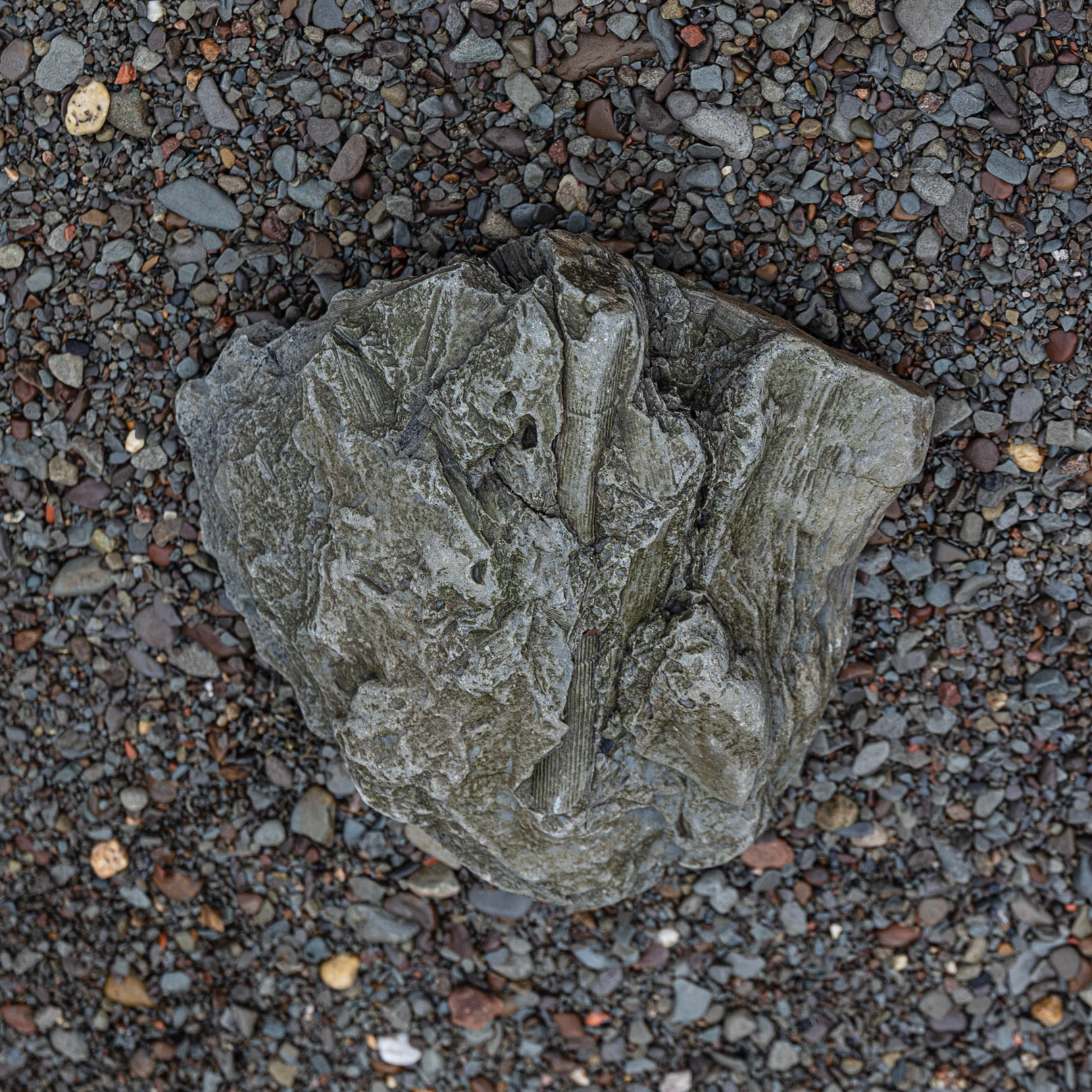 Joggins Fossil Cliffs,