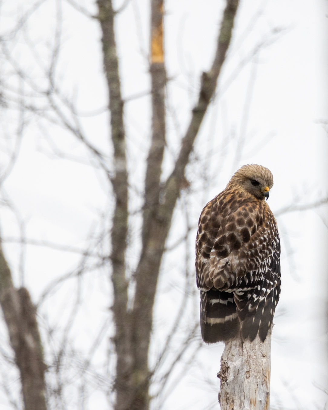 Trembling Earth Nature Trail, Fargo GA