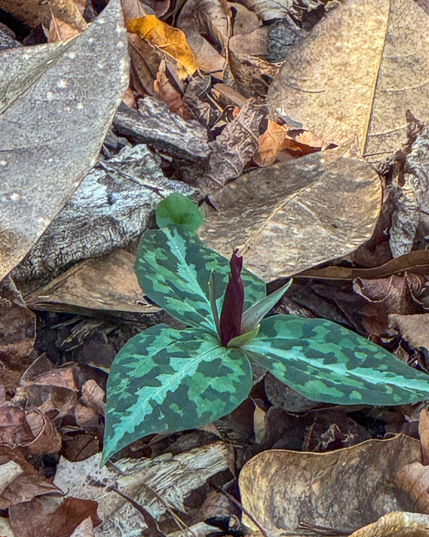 Torreya SP, Bristol FL