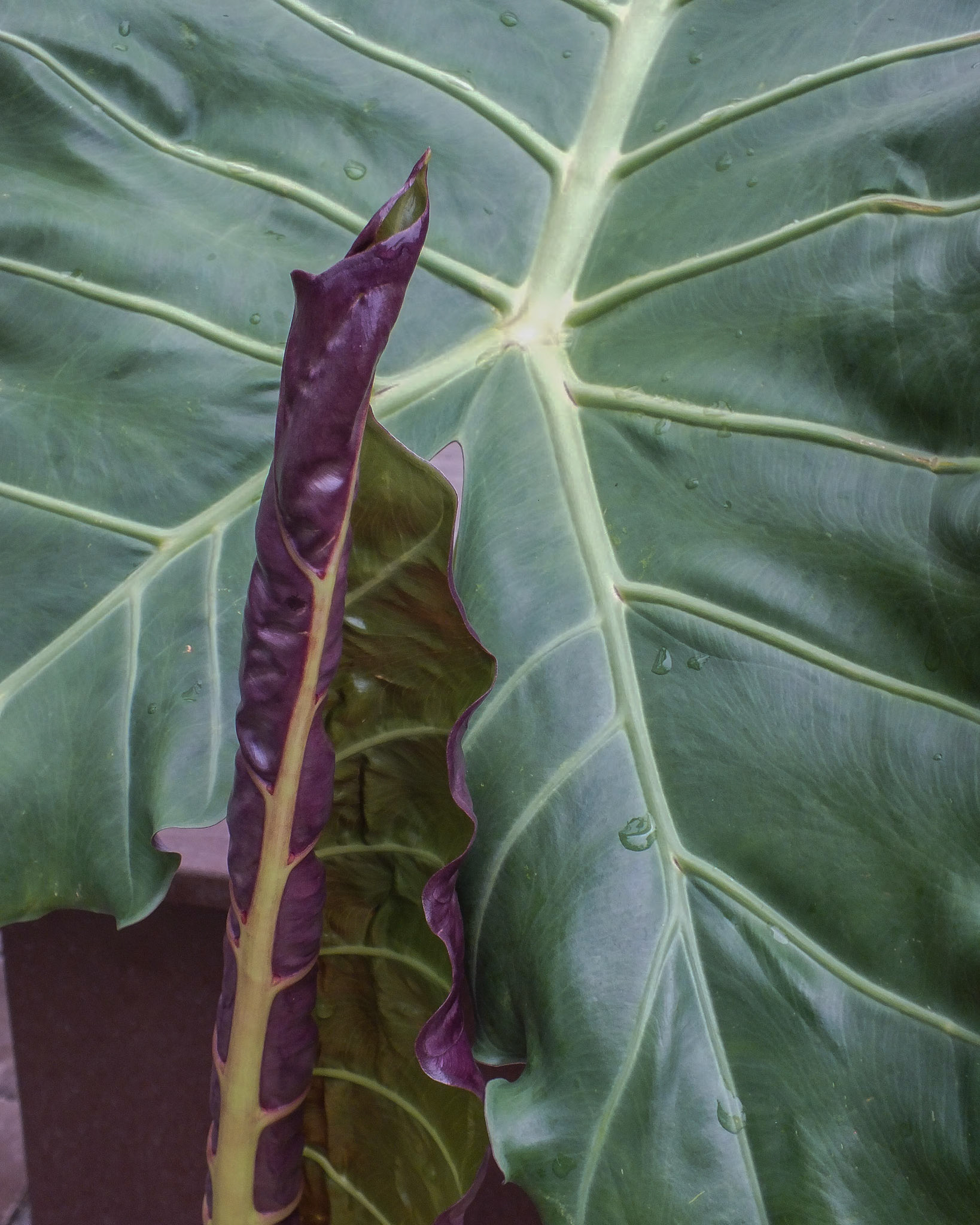 Rakers Acres, Litchfield MI