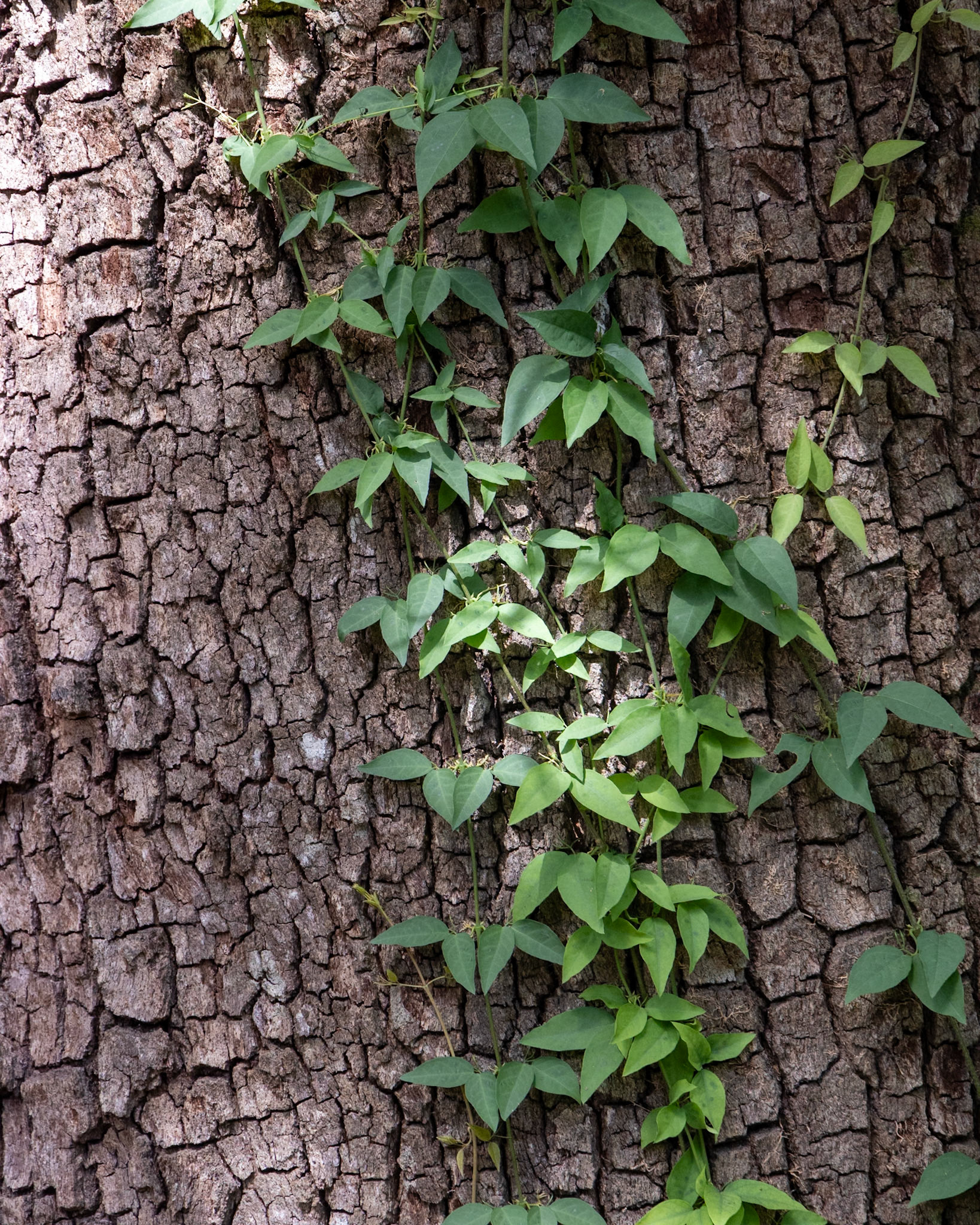 The Kampong, Coral Gables FL