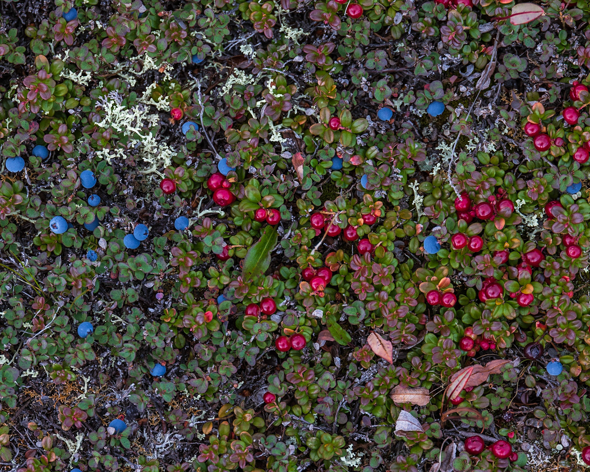 Blueberry and Ligonberry