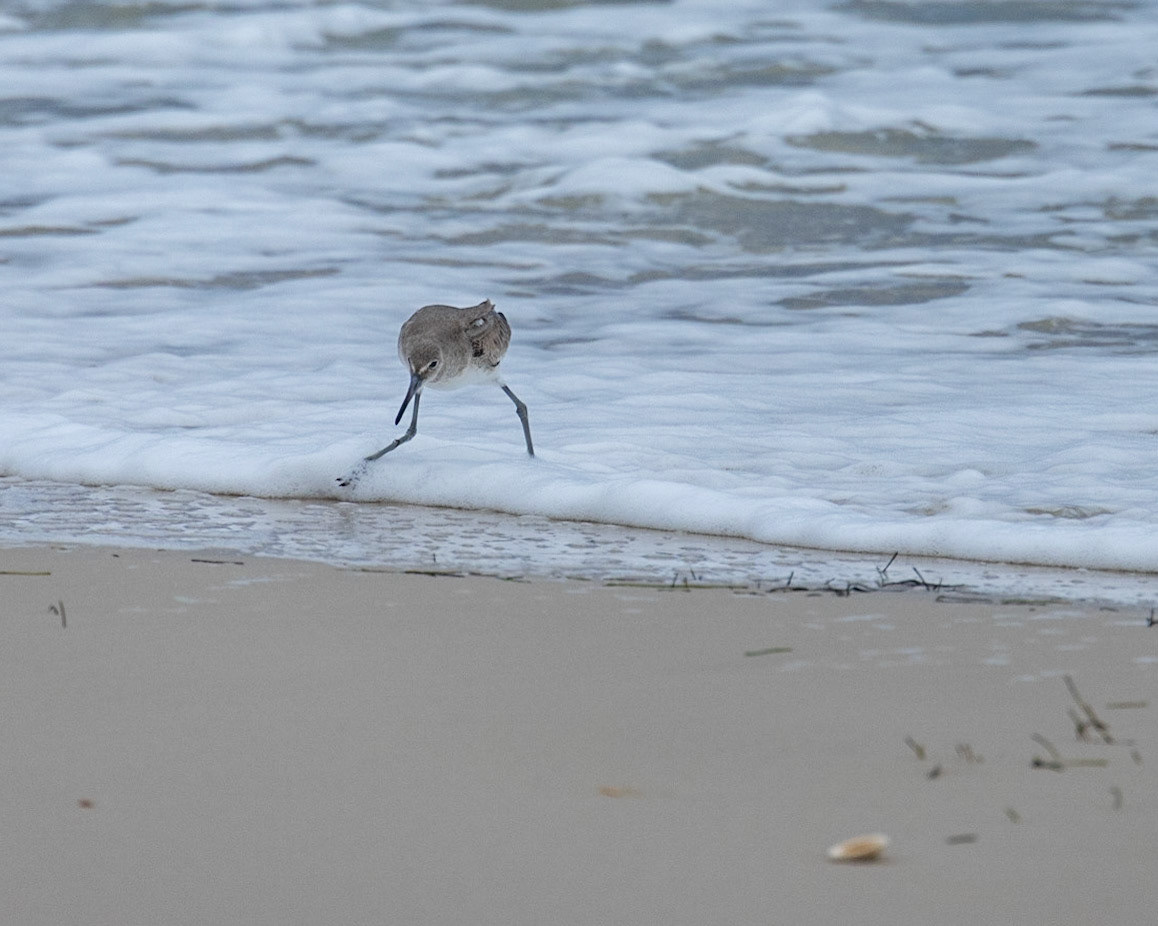 Saint George Island SP,FL