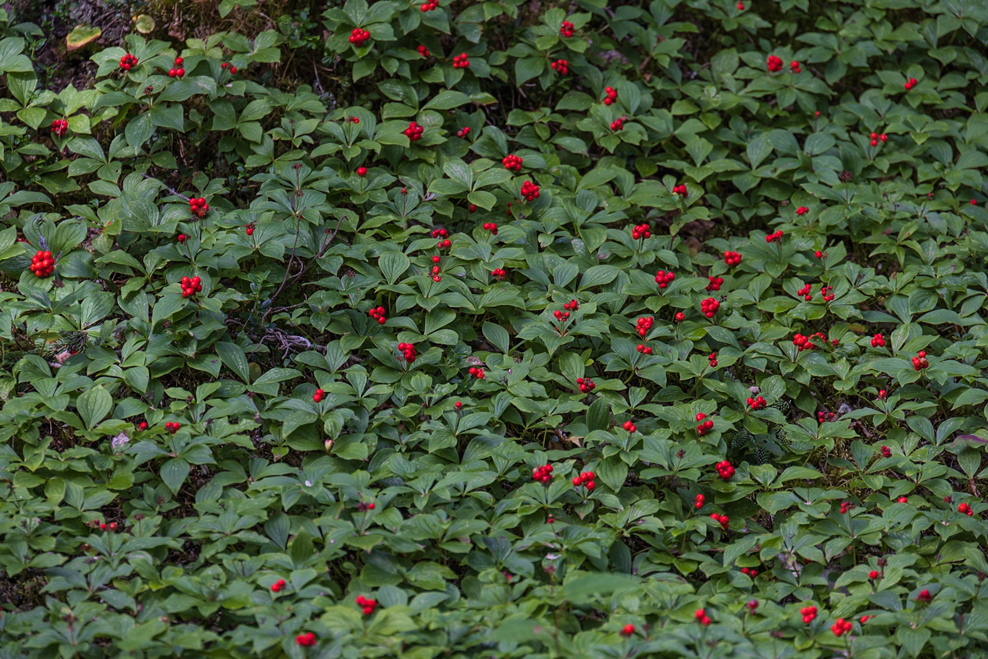 Scenic Waterfalls, Happy Valley, NL