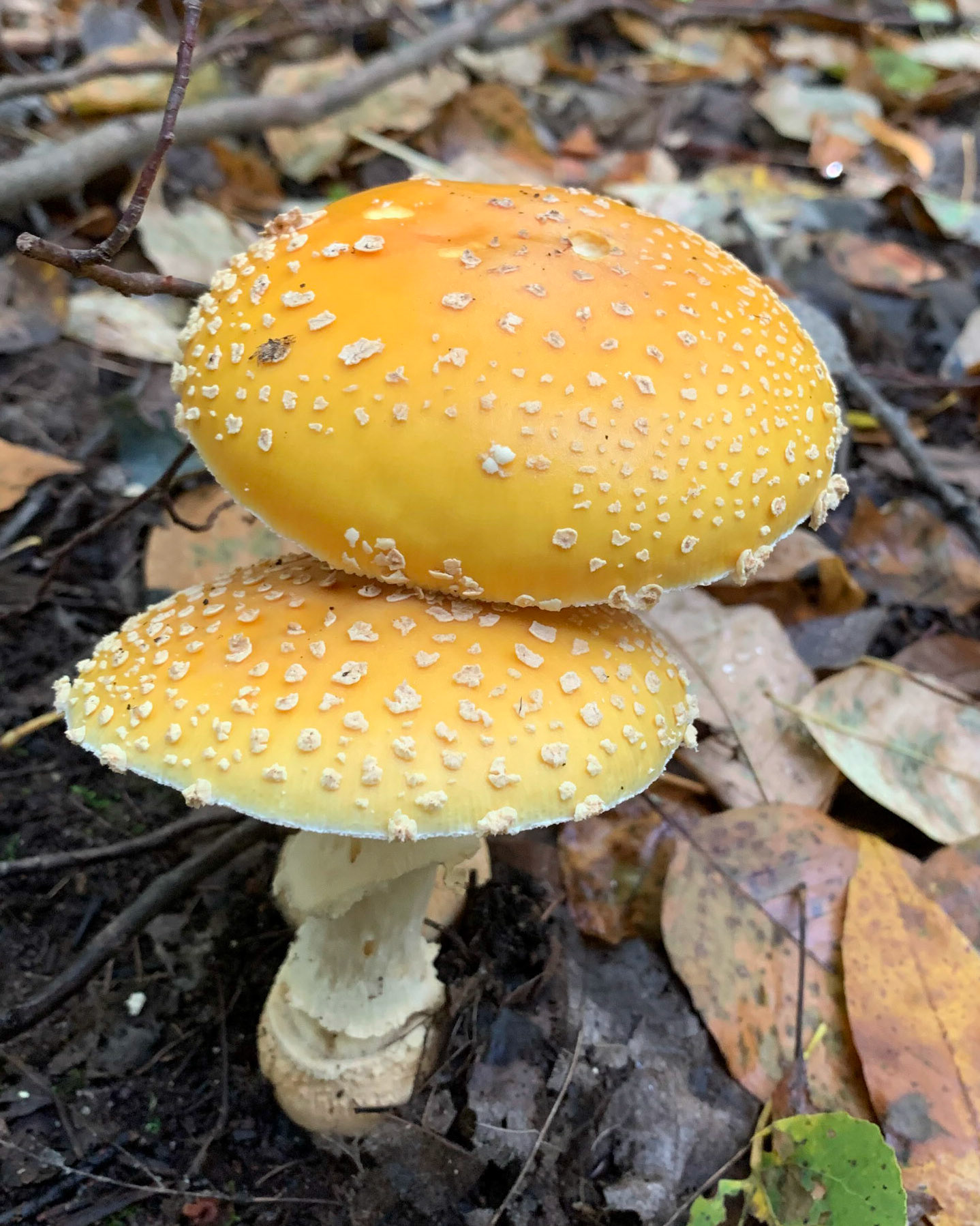 Back Forty Camp, Ottawa NF UP MI