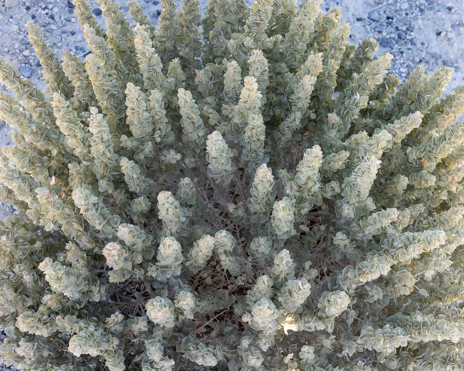 Ash Meadows National Wildlife Reserve, Pahrump NV