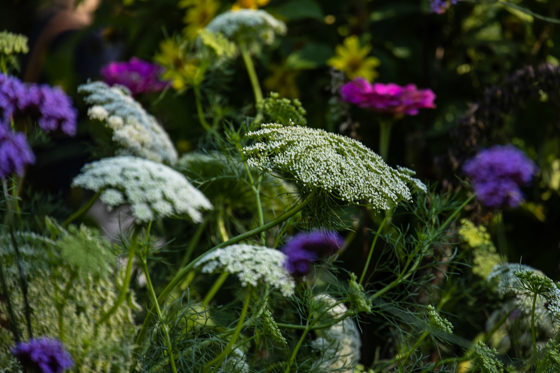 Thuya Garden, Asticou ME